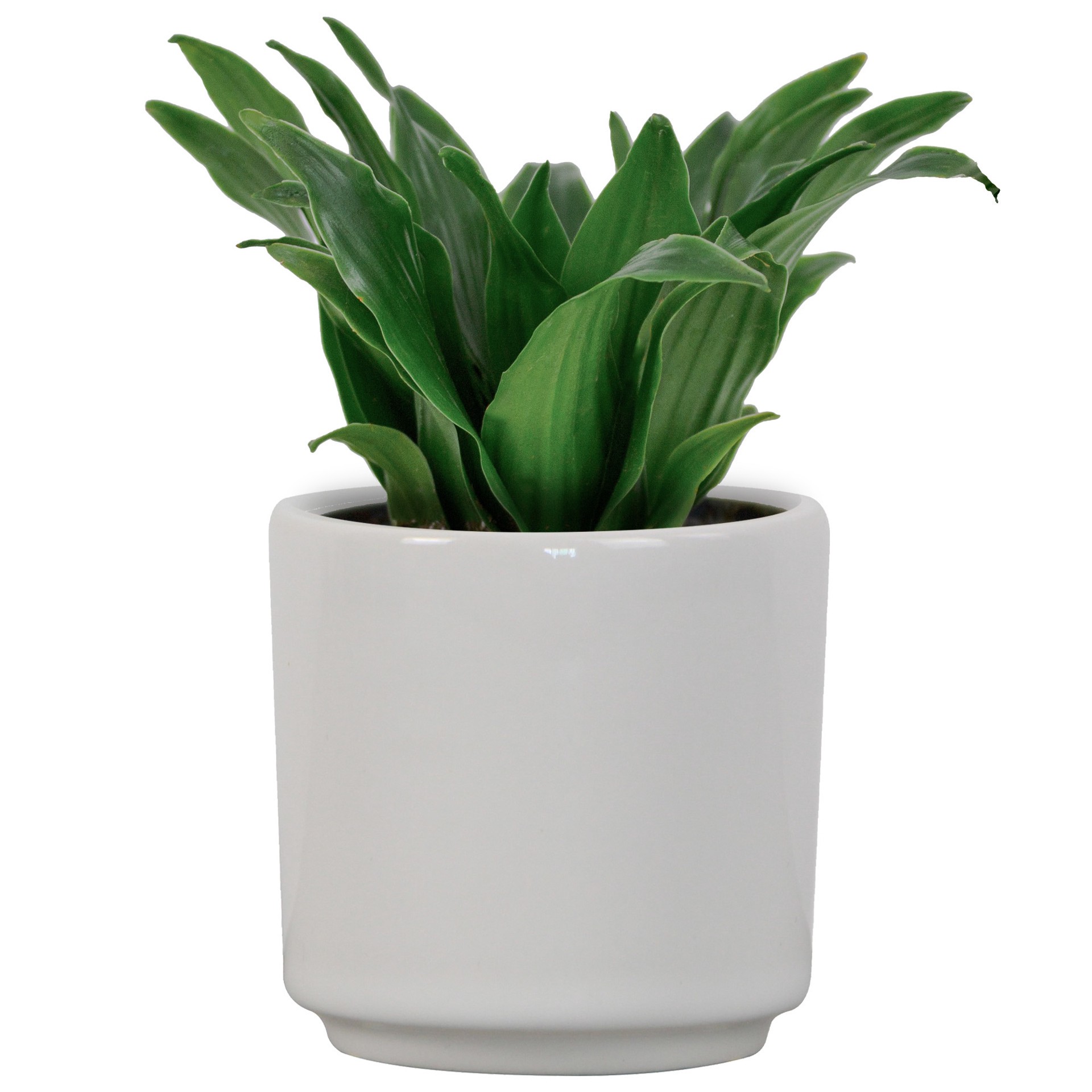 slide 2 of 6, allen + roth Round 2.99-in W x 2.99-in L White Ceramic Indoor Planter, 1 ct