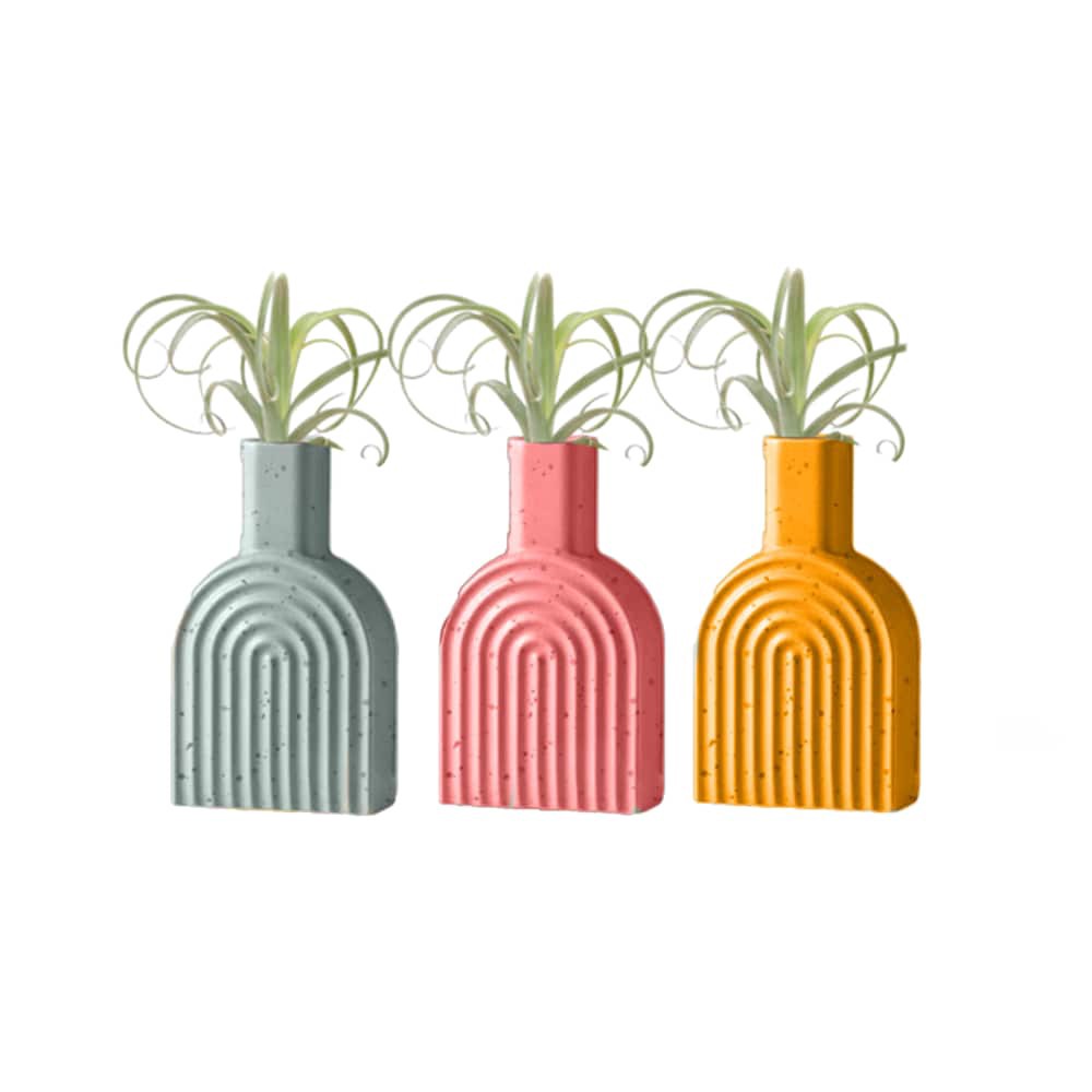 where to buy lucky bamboo plants Lucky Bamboo Plant
