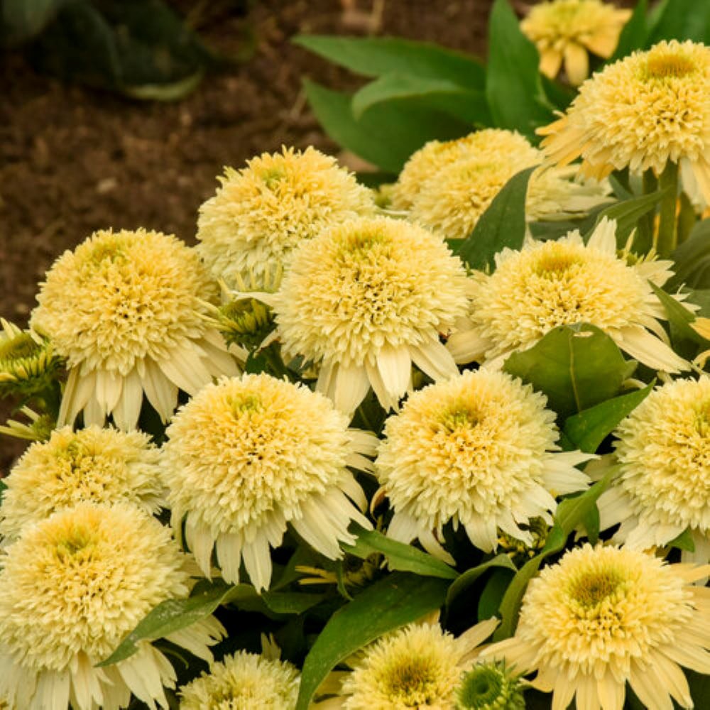 slide 2 of 4, Proven Winners Yellow Coneflower Plant in 2.5 -Quart Pot 1 -Pack, 1 ct