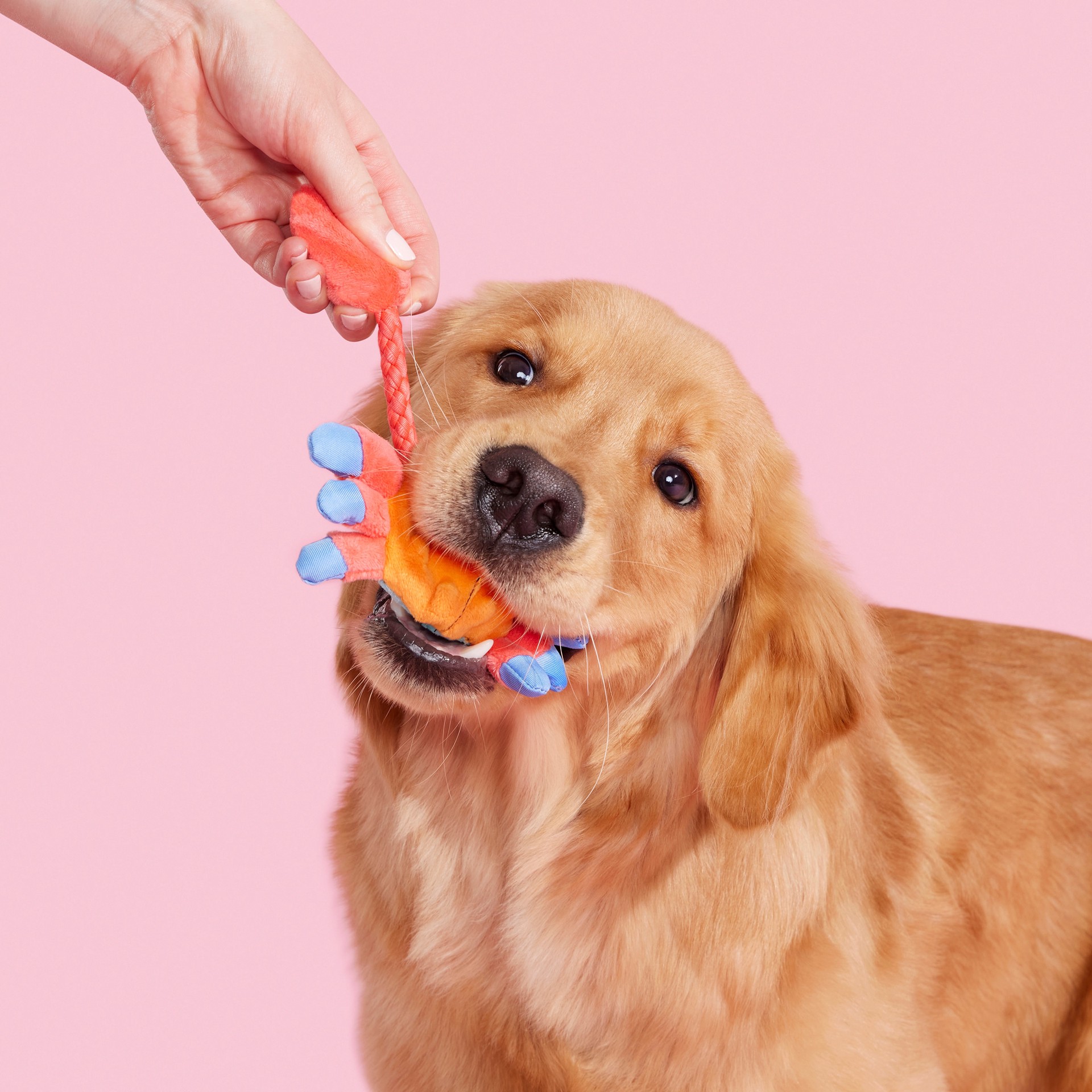 slide 5 of 6, BARK Best of BarkBox Polyester Plush Dog Toy, 1 ct