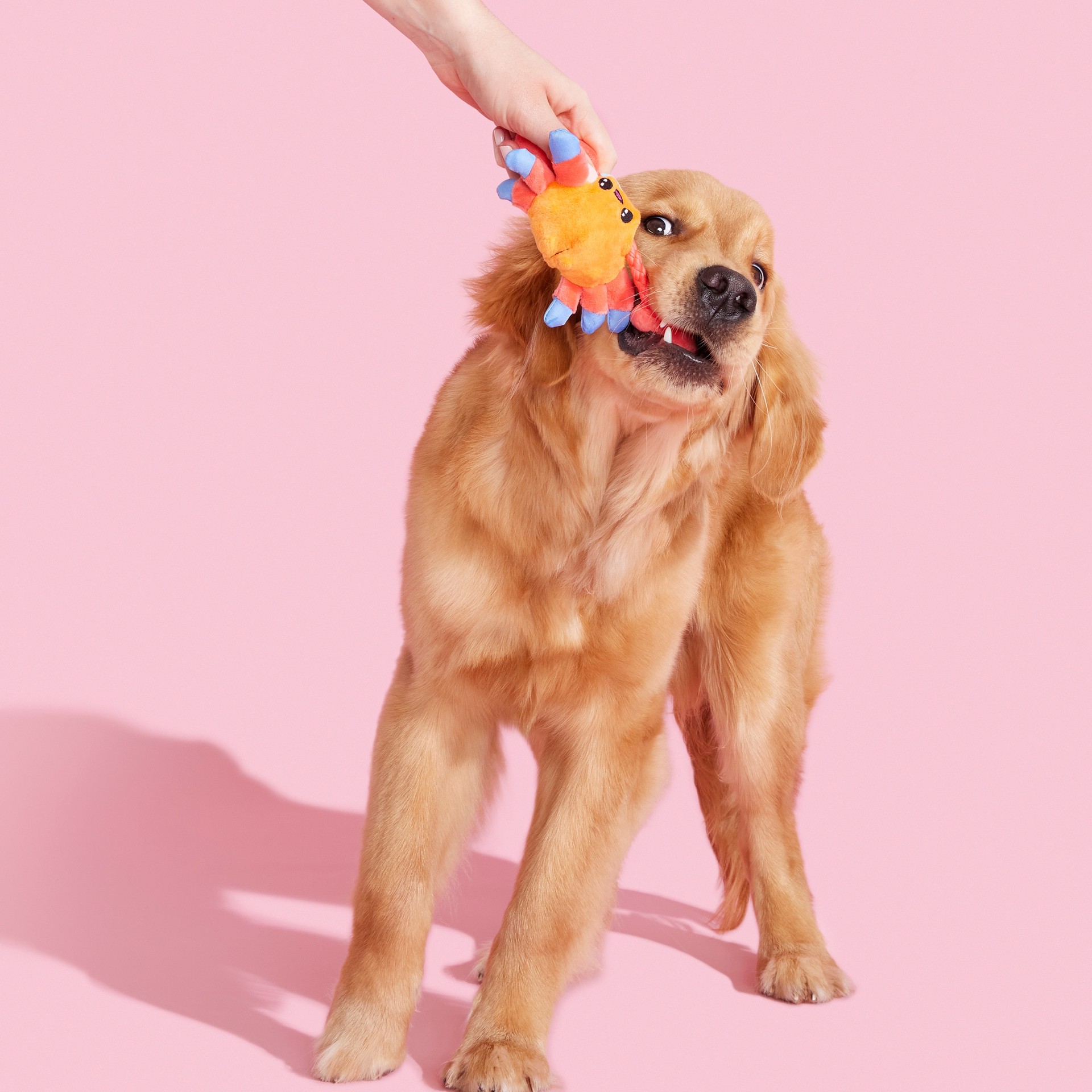 slide 6 of 6, BARK Best of BarkBox Polyester Plush Dog Toy, 1 ct