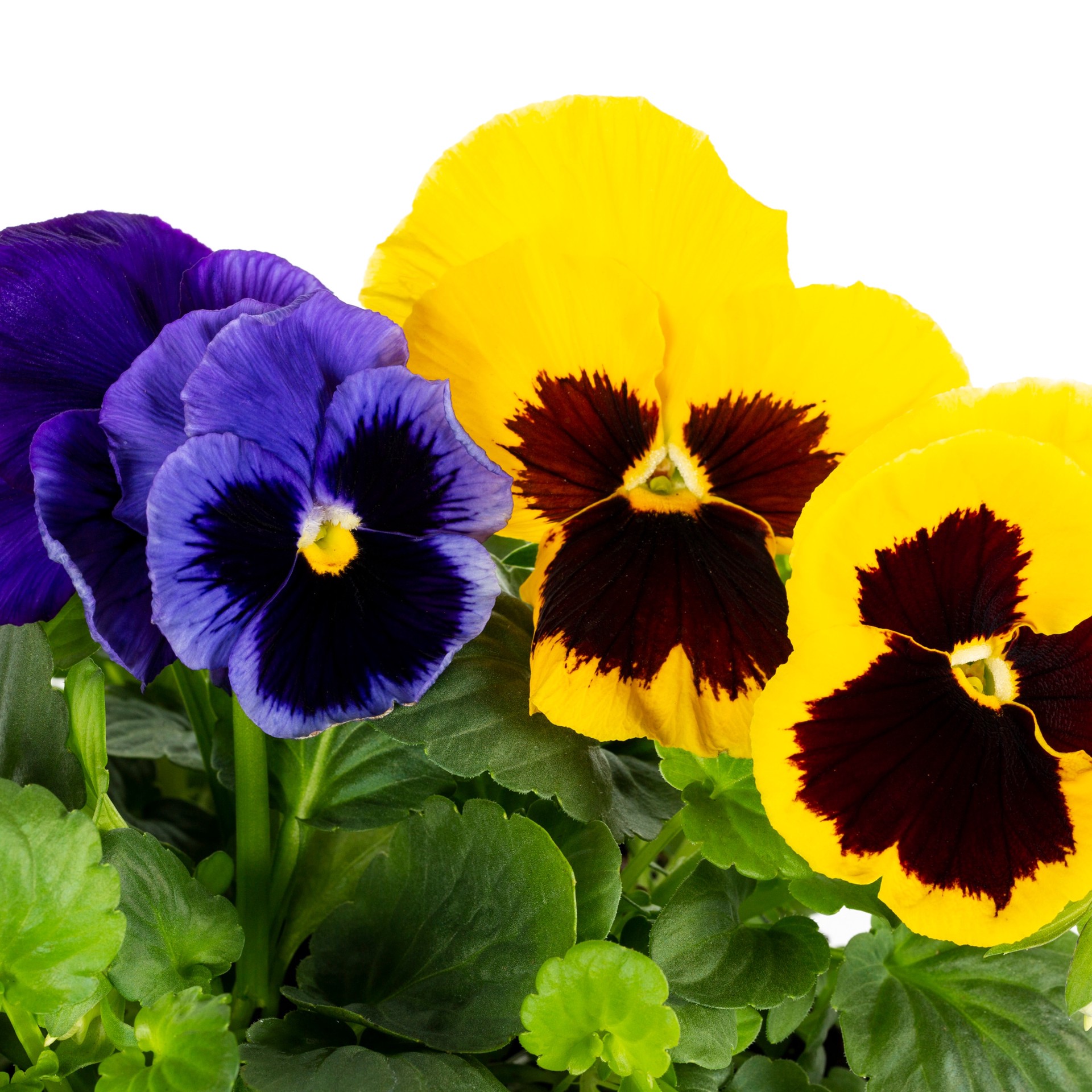 slide 2 of 4, Lowe's Multicolor Pansy in 2.5 Quart(s) Planter 1 -Pack, 1 ct