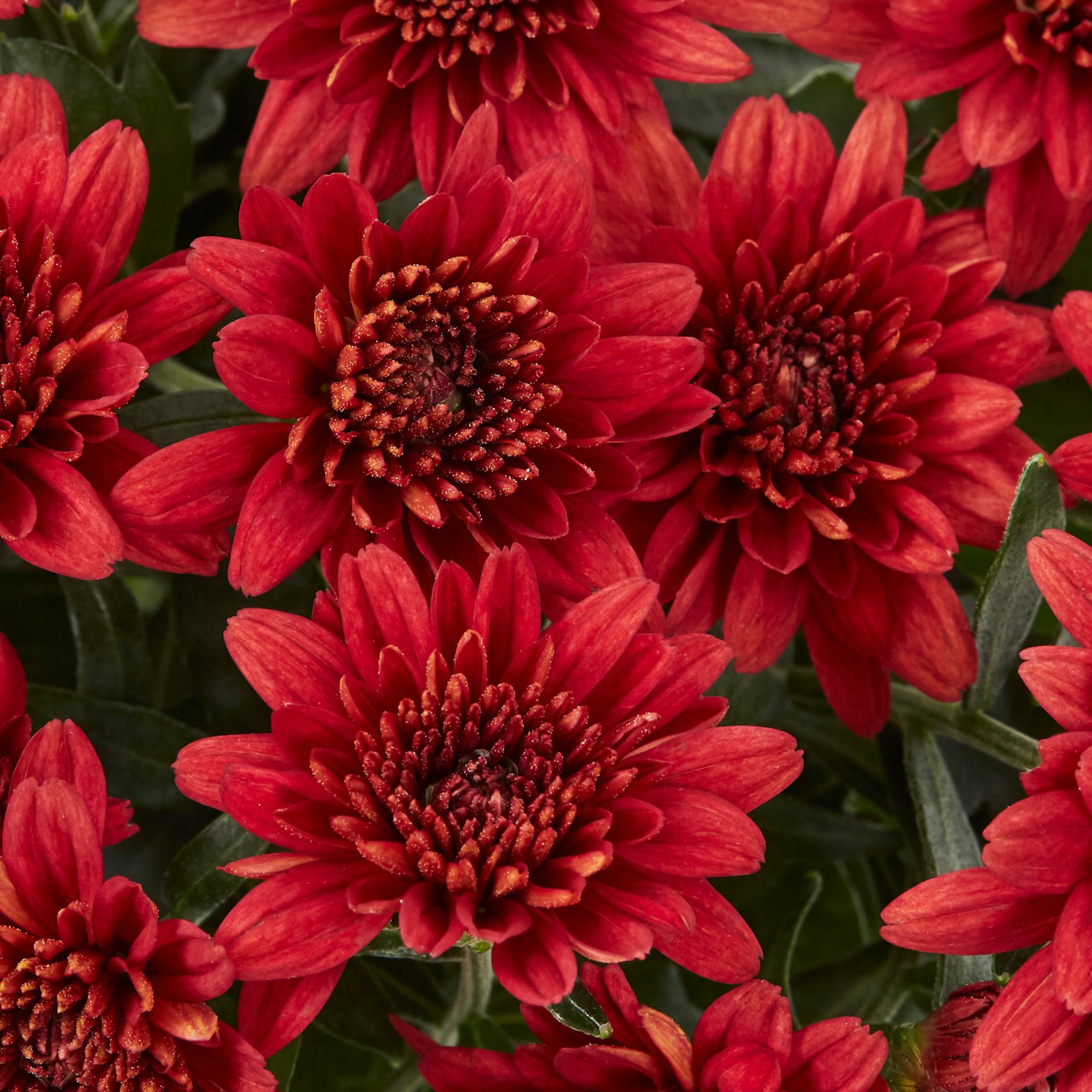 slide 2 of 5, Lowe's Red Mum in 1.5-Pint Pot, 1 ct