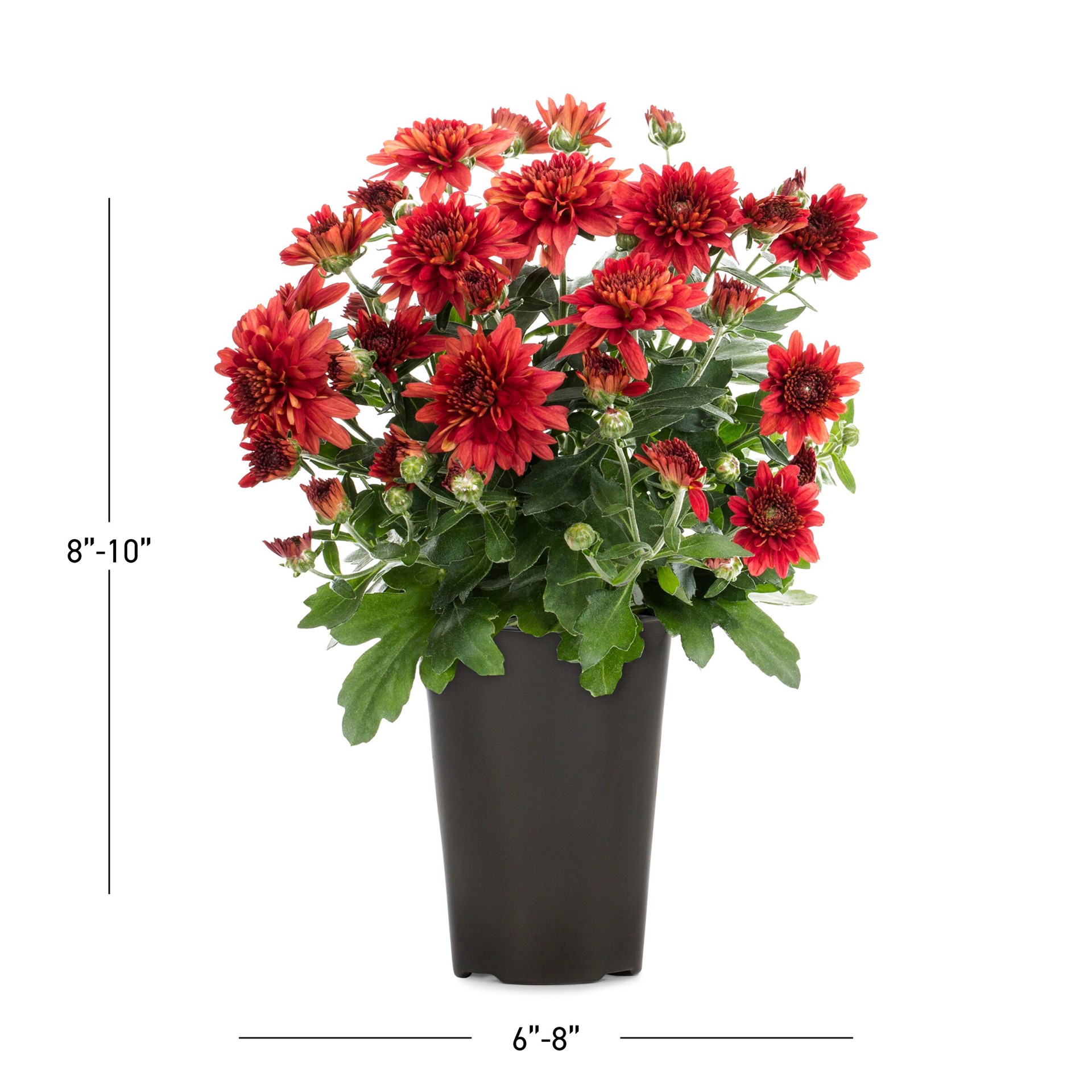 slide 3 of 5, Lowe's Red Mum in 1.5-Pint Pot, 1 ct