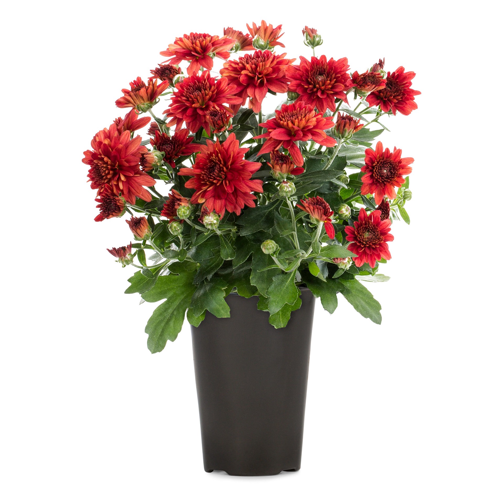 slide 1 of 5, Lowe's Red Mum in 1.5-Pint Pot, 1 ct