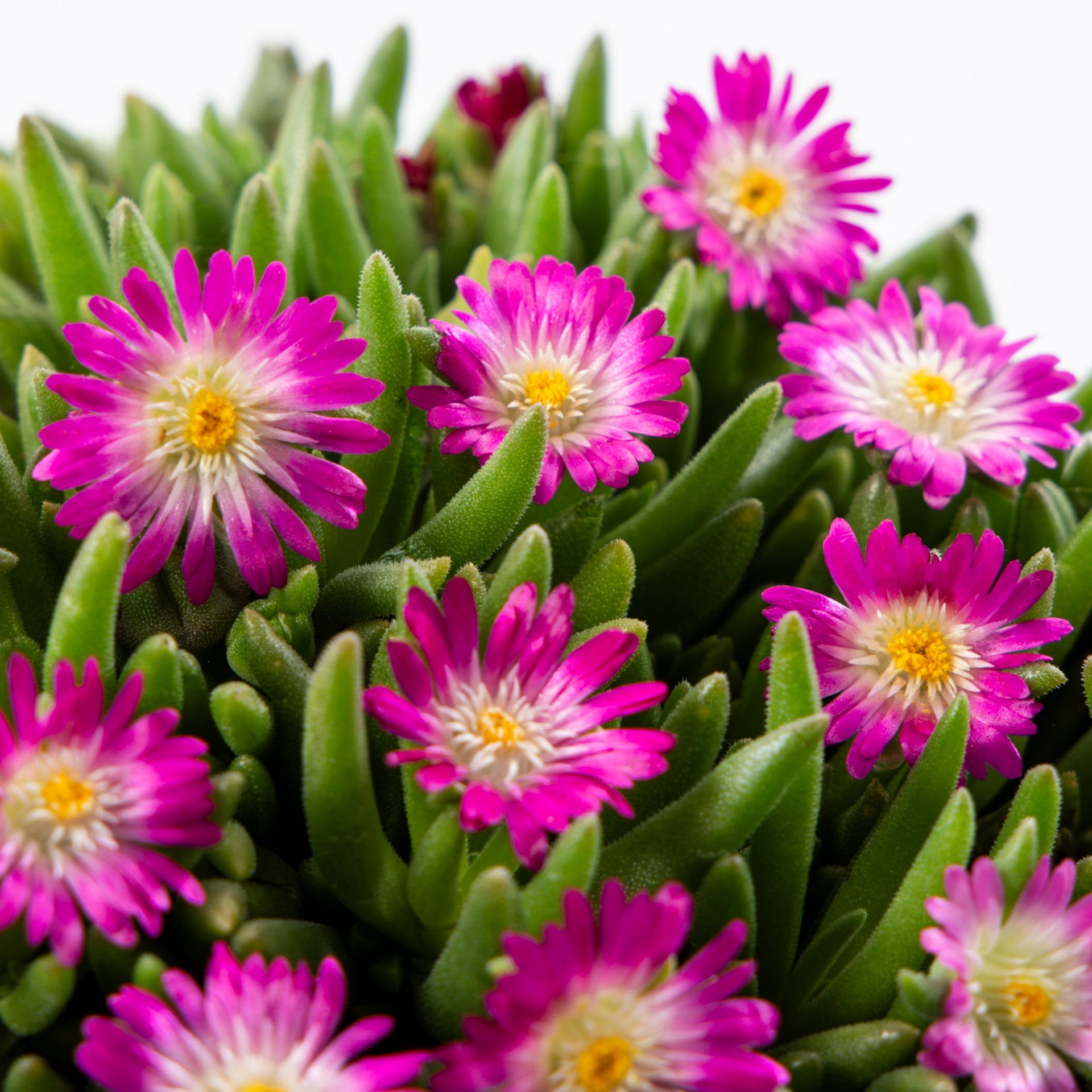 slide 2 of 4, Lowe's Multicolor Delosperma Plant in 1.5 -Pint Pot 1 -Pack, 1 ct