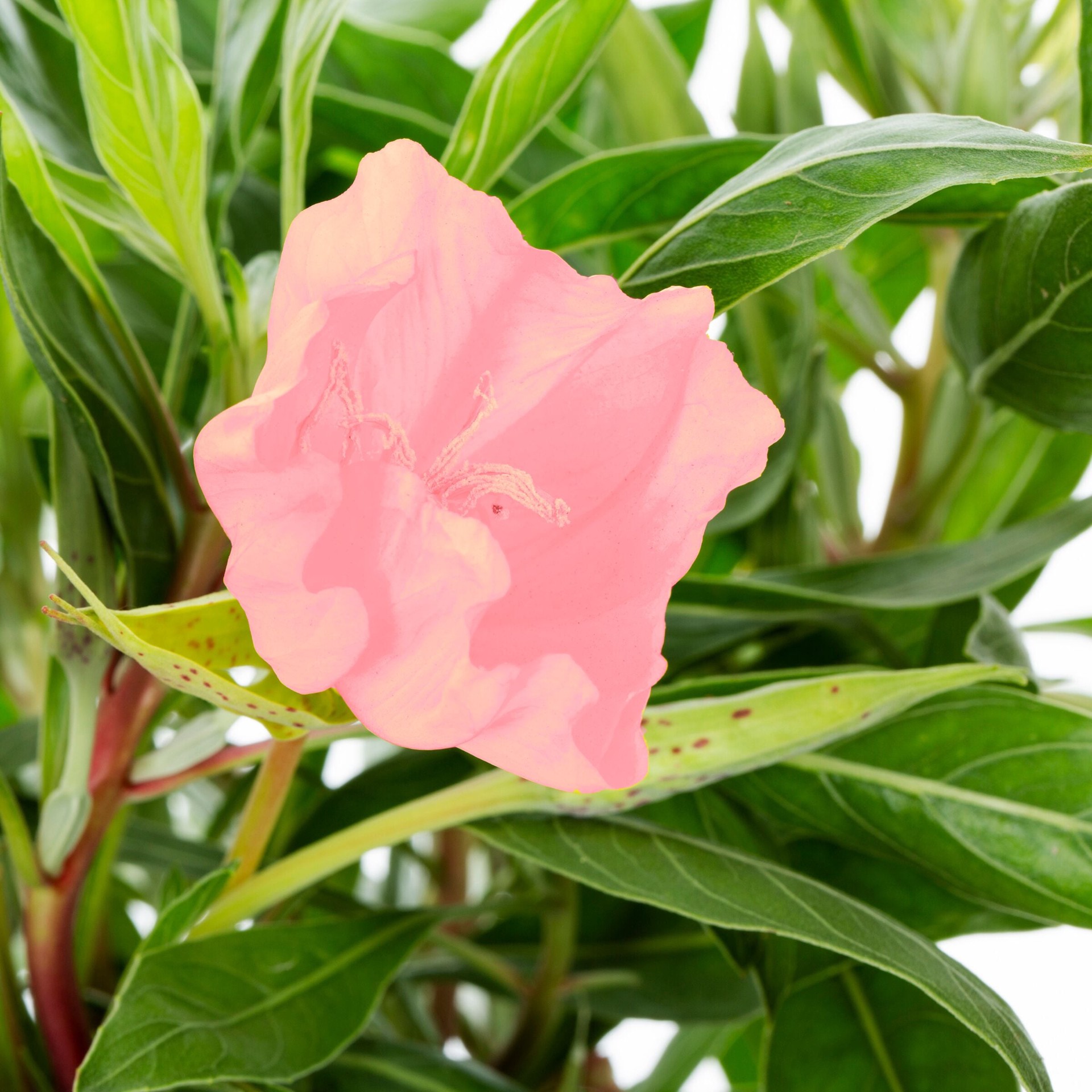 slide 2 of 4, Lowe's Multicolor Mexican Evening Primrose Plant in 2.5 -Quart Pot 1 -Pack, 1 ct