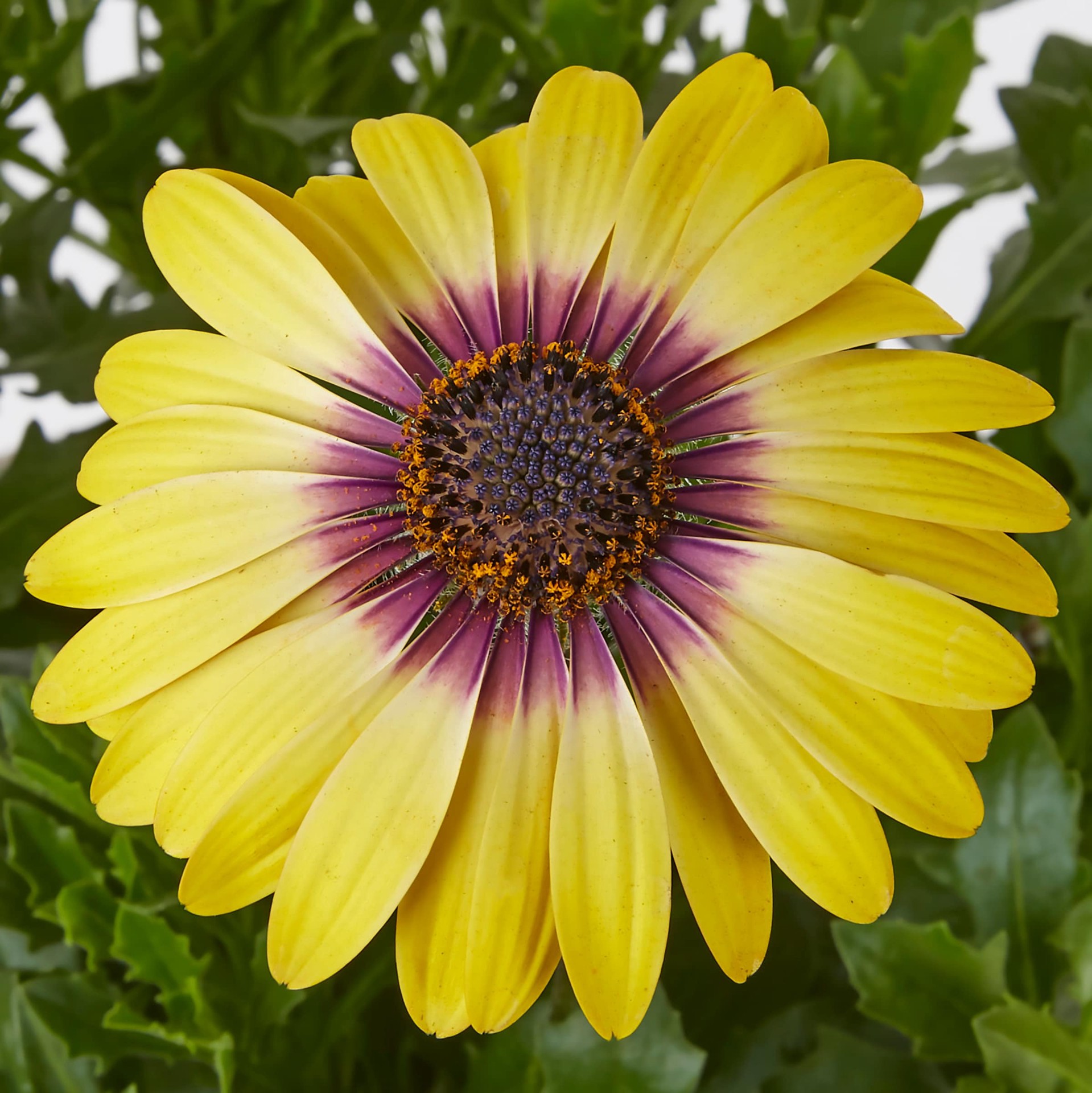 slide 2 of 4, Lowe's Red Mum in 2.5 Quart(s) Pot 1 -Pack, 1 ct