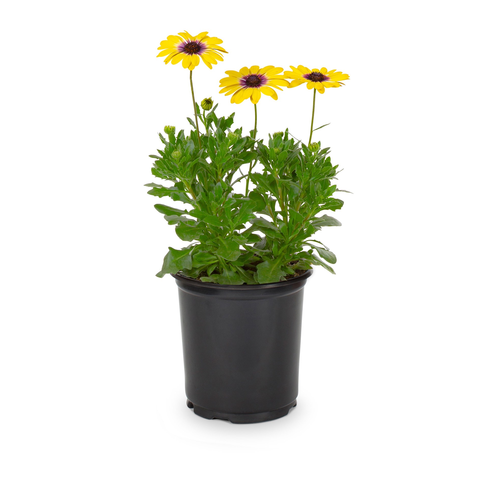 slide 1 of 4, Lowe's Red Mum in 2.5 Quart(s) Pot 1 -Pack, 1 ct