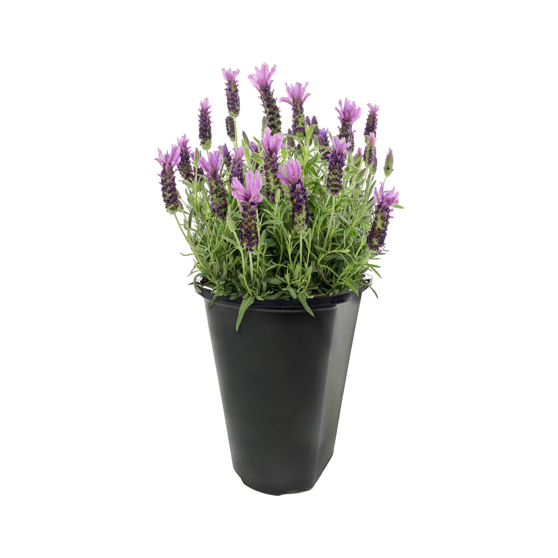 slide 1 of 2, Lowe's Purple Lavender Plant in 1.5 -Pint Pot, 1 ct