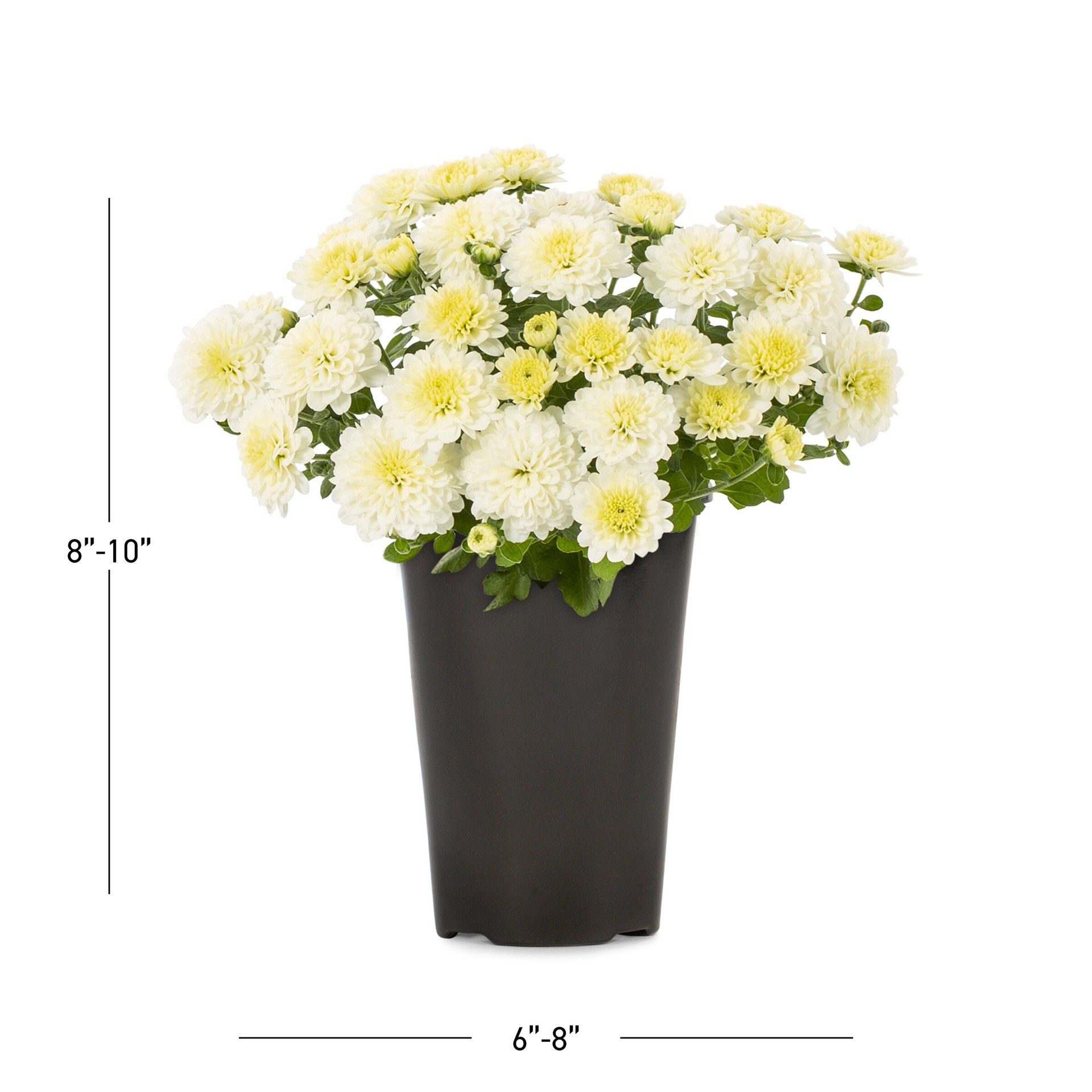slide 3 of 5, Lowe's White Mum in 1.5 Pint Pot 1 -Pack, 1 ct