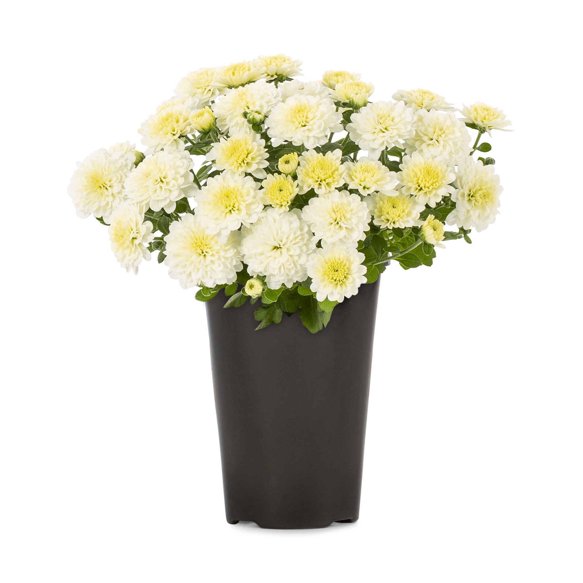 slide 1 of 5, Lowe's White Mum in 1.5 Pint Pot 1 -Pack, 1 ct