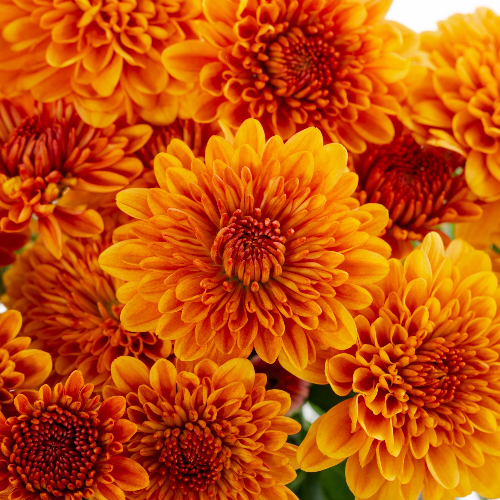 slide 2 of 5, Lowe's Orange Mum in 1.5 Pint Pot 1 -Pack, 1 ct