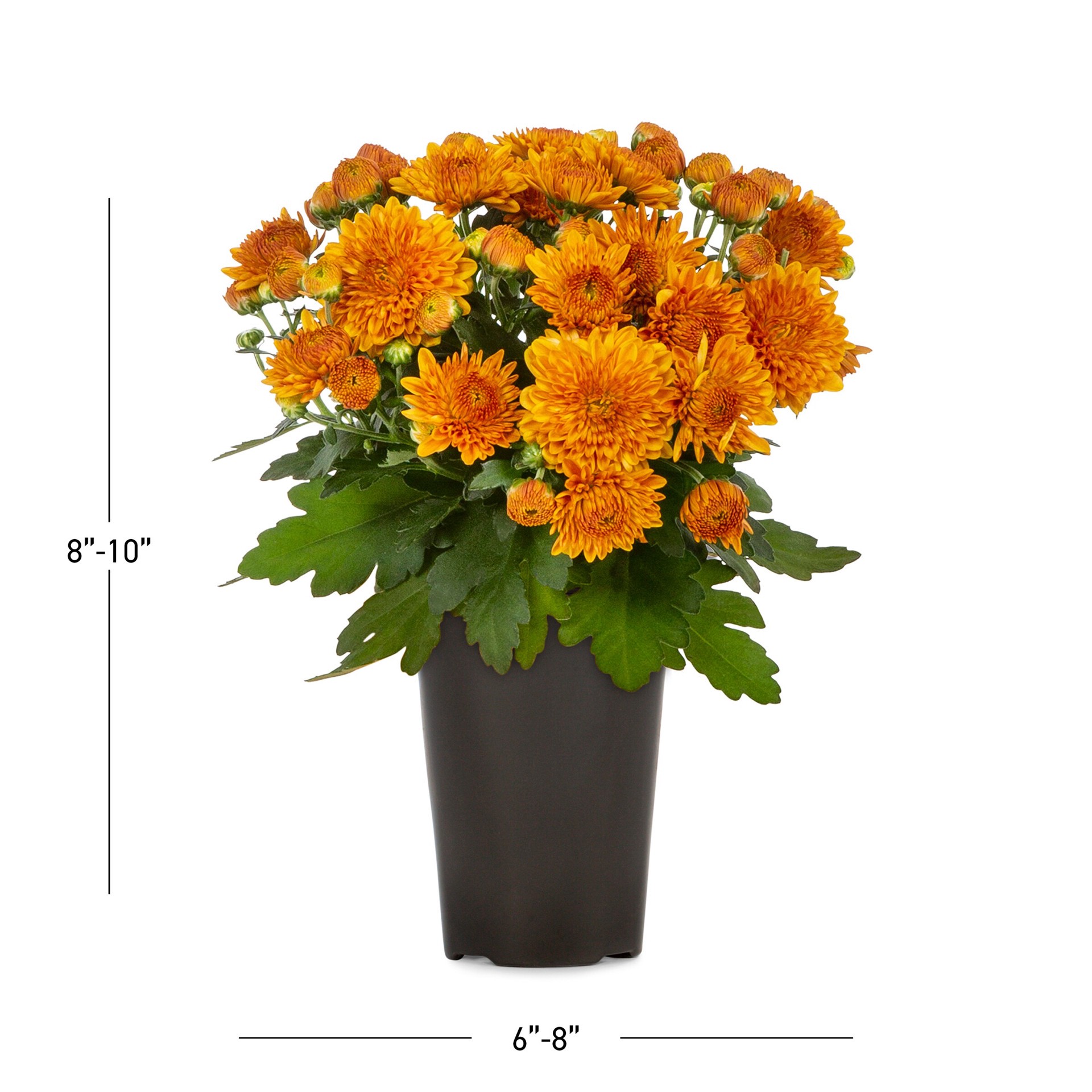 slide 3 of 5, Lowe's Orange Mum in 1.5 Pint Pot 1 -Pack, 1 ct