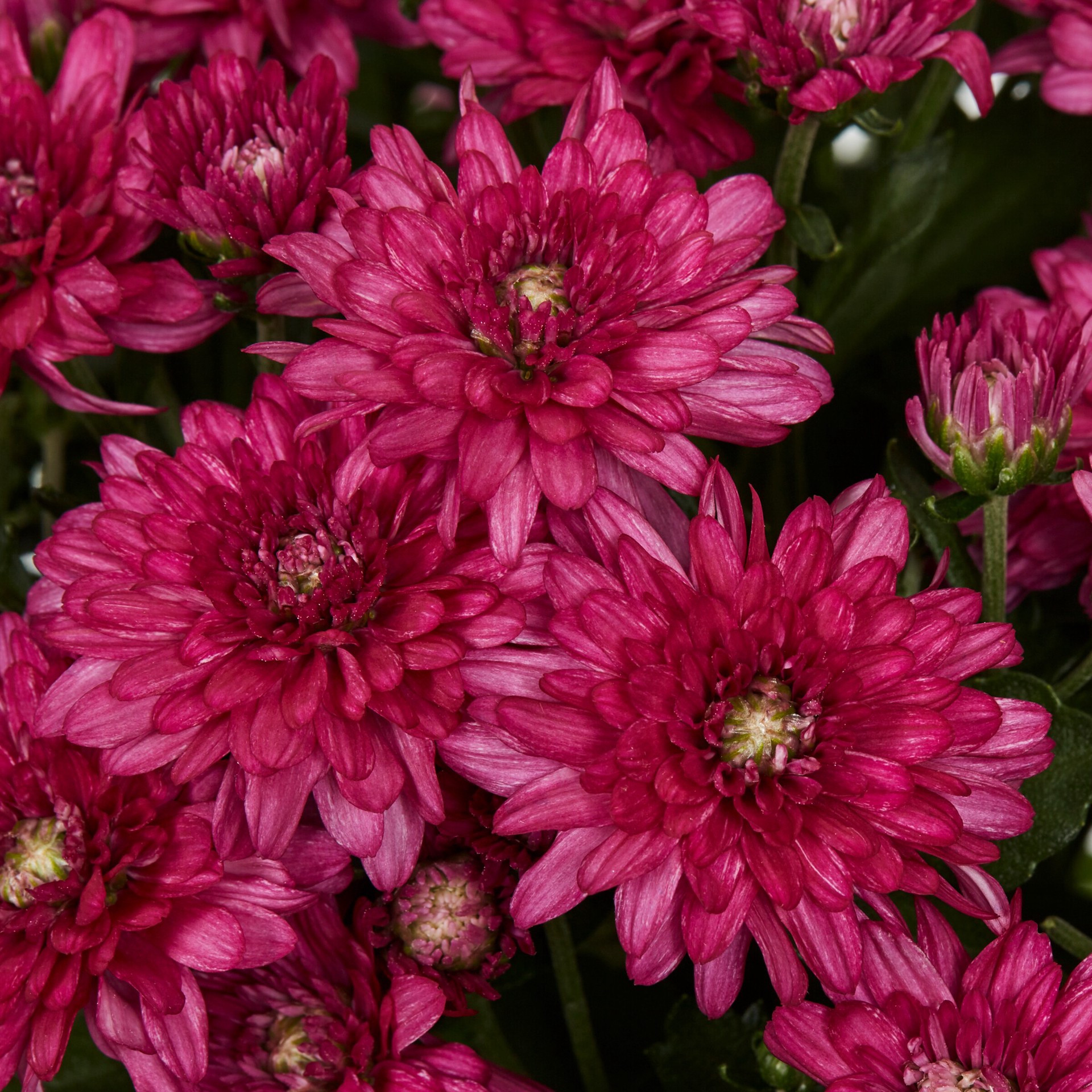 slide 2 of 5, Lowe's Purple Mum in 1.5 Pint Pot 1 -Pack, 1 ct