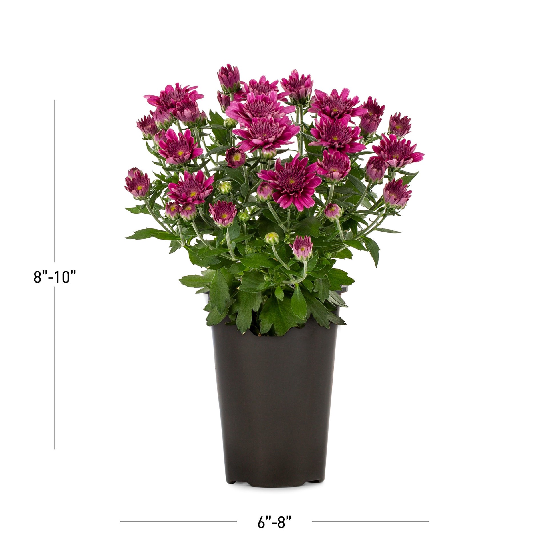 slide 3 of 5, Lowe's Purple Mum in 1.5 Pint Pot 1 -Pack, 1 ct