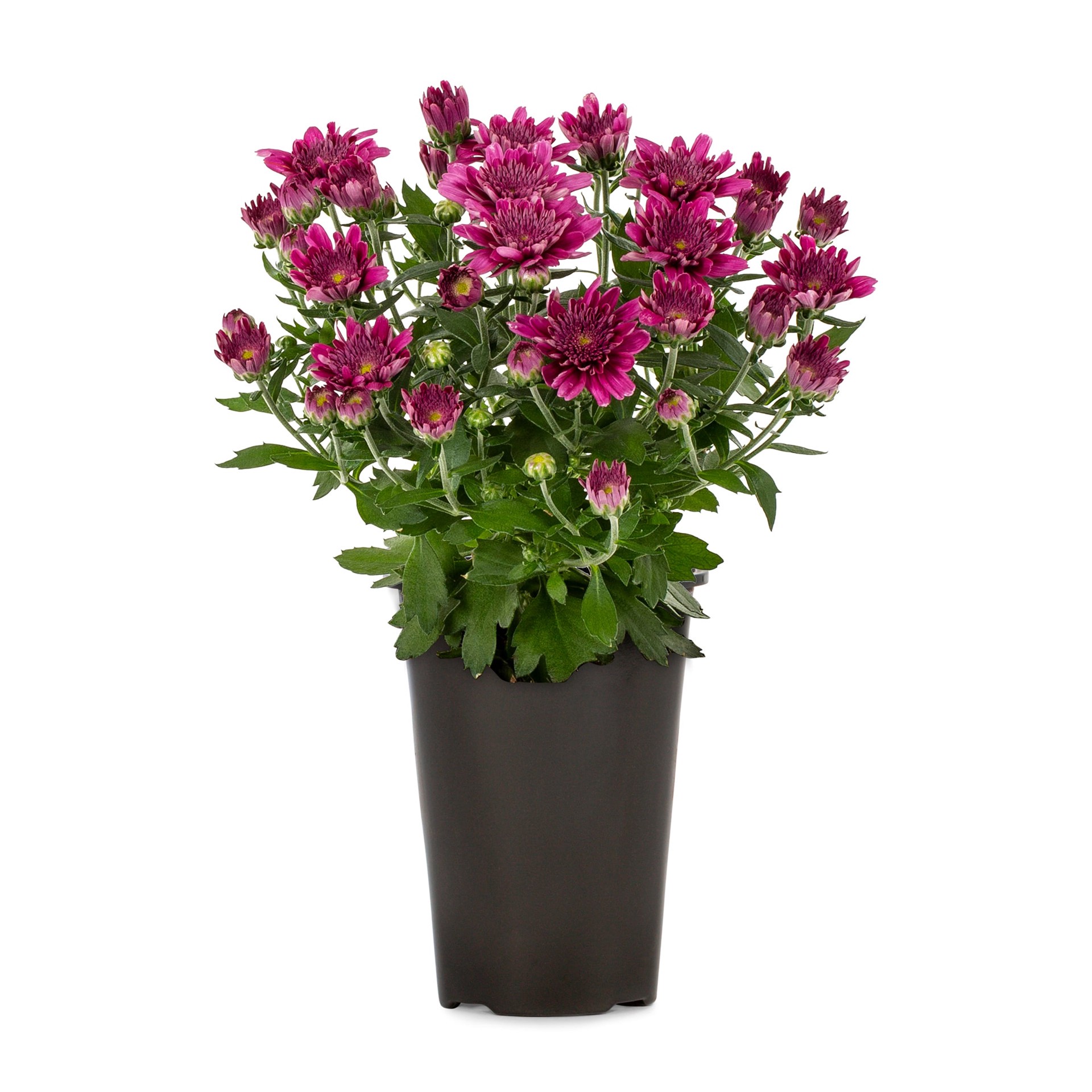 slide 1 of 5, Lowe's Purple Mum in 1.5 Pint Pot 1 -Pack, 1 ct