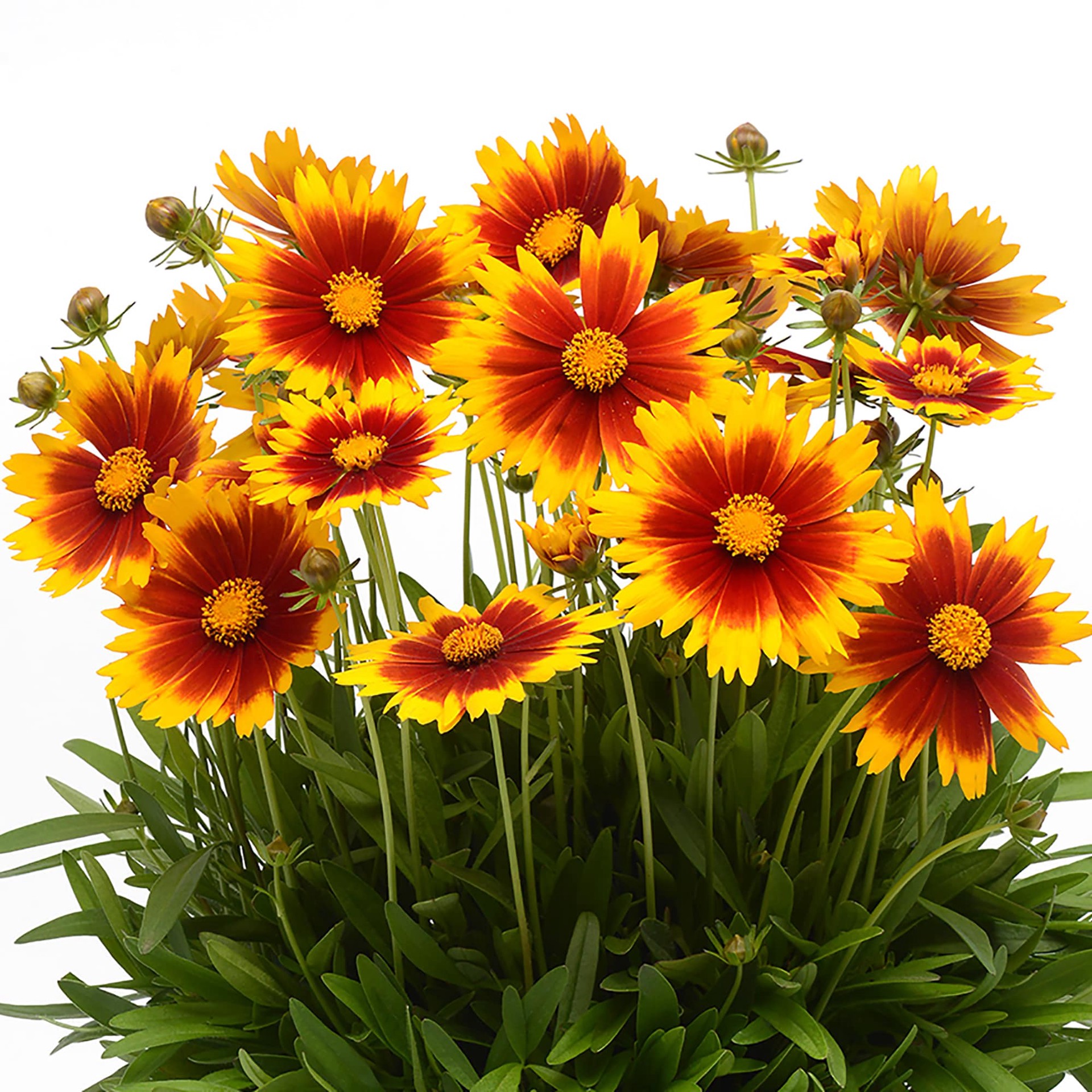 slide 2 of 2, Lowe's Yellow Coreopsis Plant in 2 -Quart Pot 1 -Pack, 1 ct