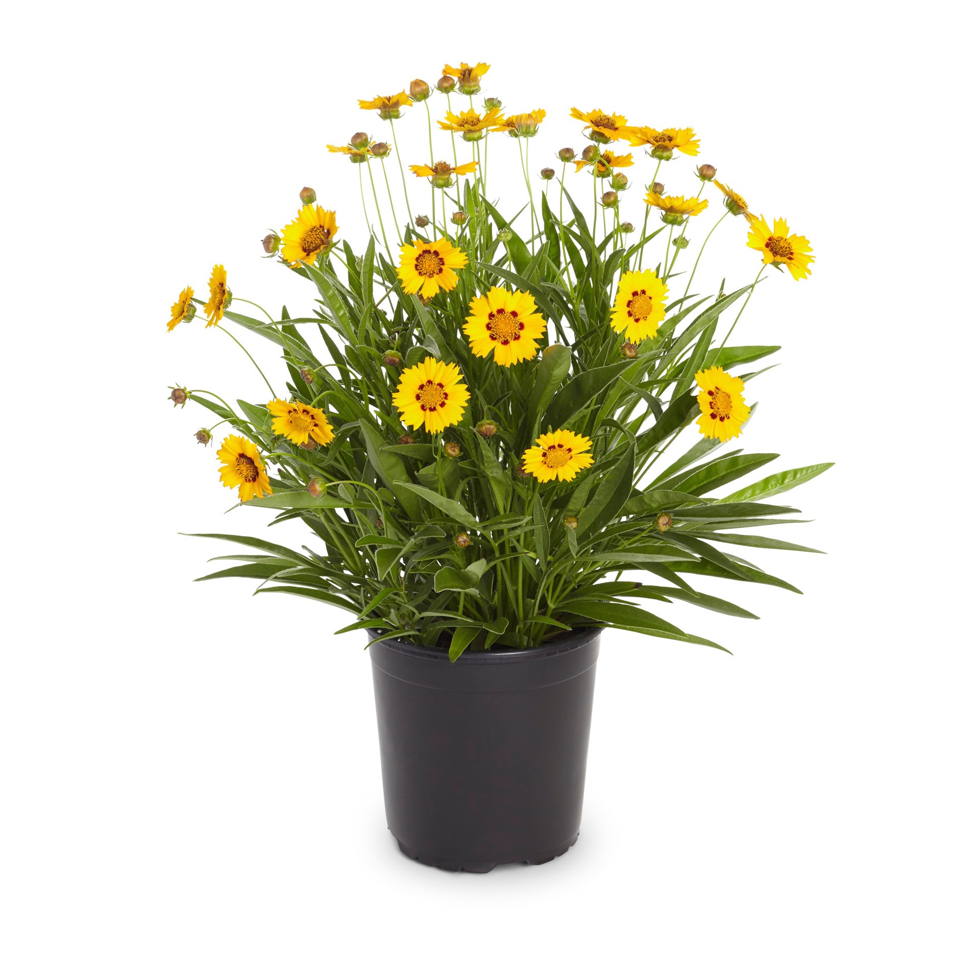 slide 1 of 2, Lowe's Yellow Coreopsis Plant in 2 -Quart Pot 1 -Pack, 1 ct