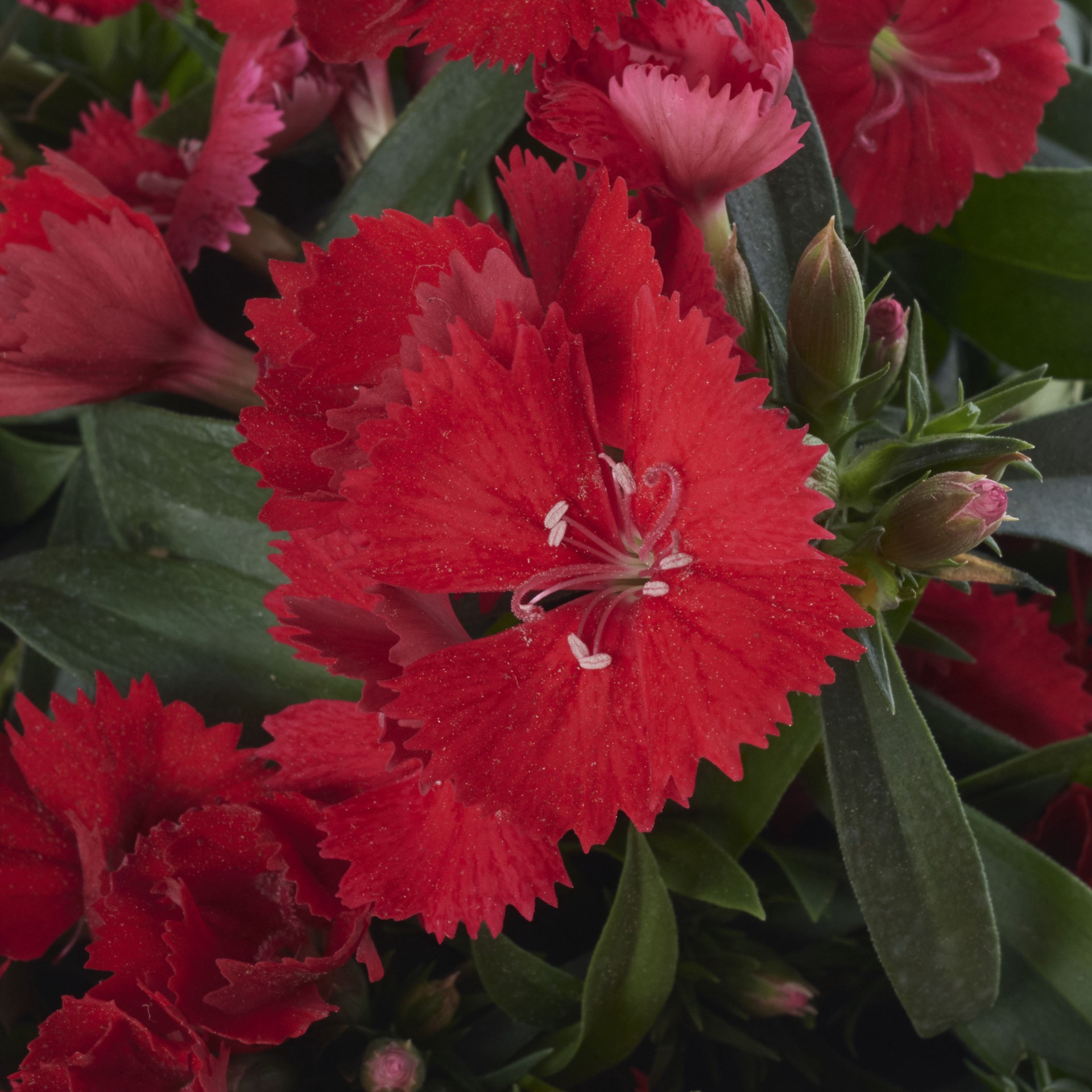slide 2 of 3, Lowe's Red Dianthus Plant in 2 -Quart Pot 1 -Pack, 1 ct
