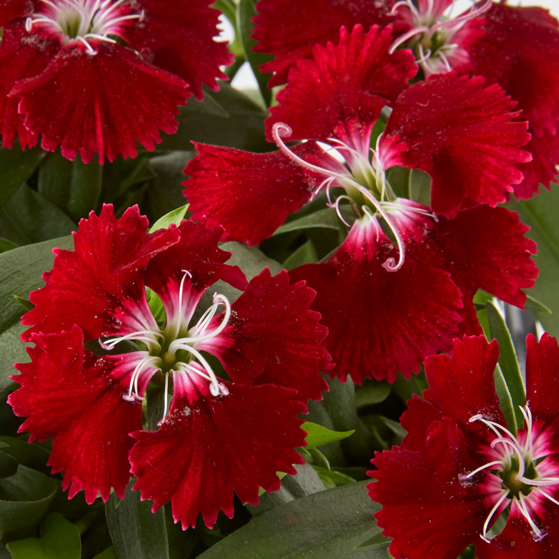 slide 3 of 3, Lowe's Red Dianthus Plant in 2 -Quart Pot 1 -Pack, 1 ct