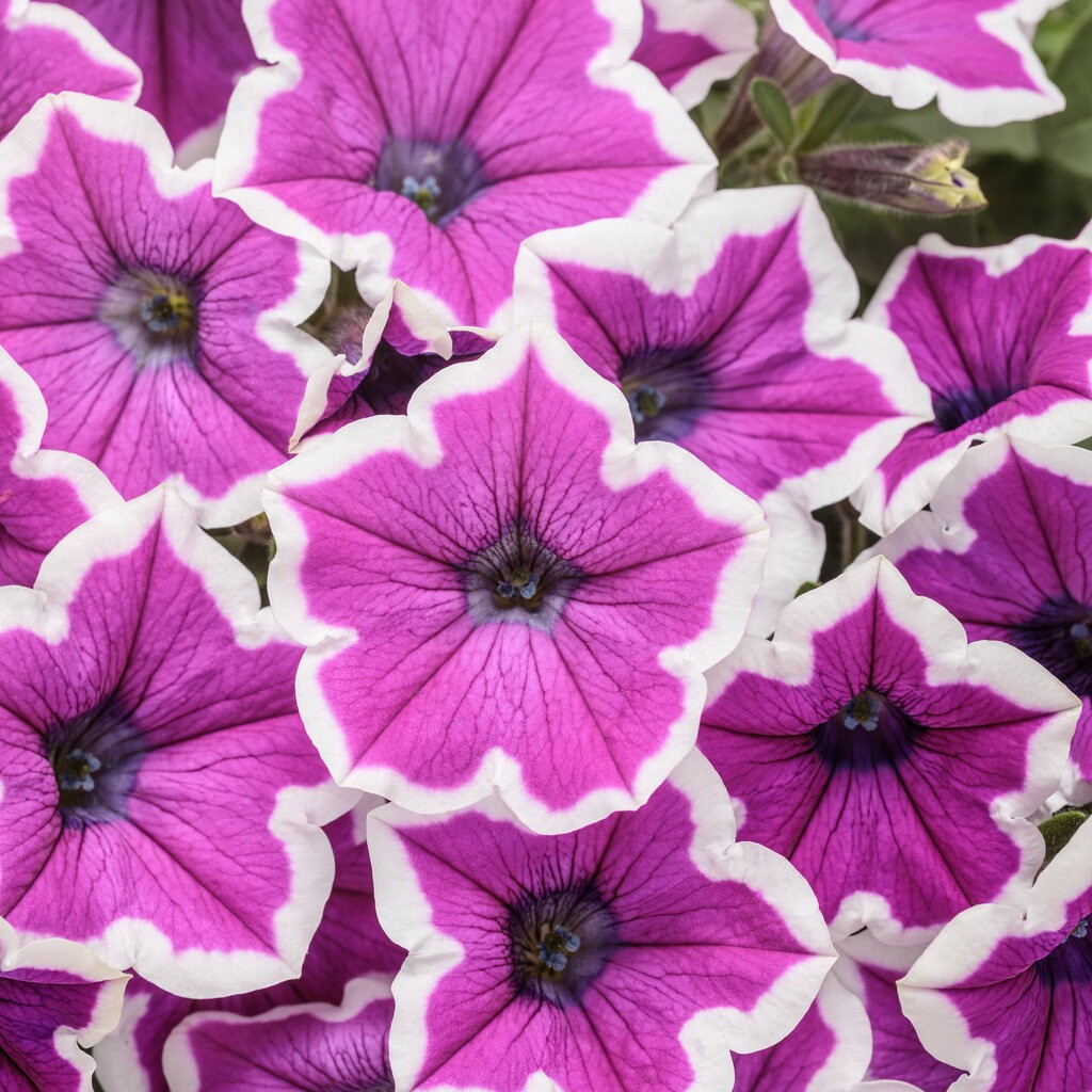 slide 2 of 4, Lowe's Multicolor Petunia in 2 Quart(s) Pot 1 -Pack, 1 ct