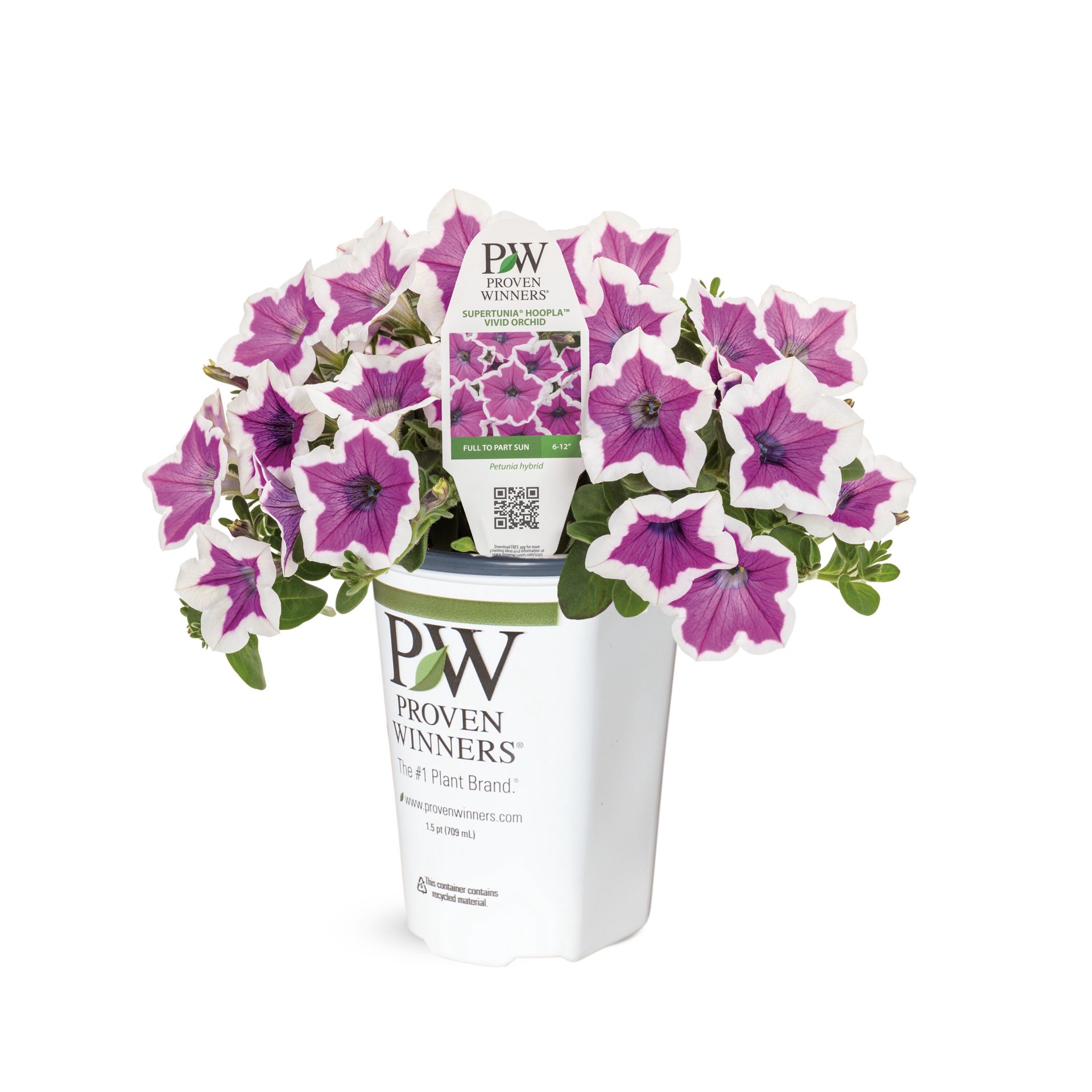 slide 1 of 4, Lowe's Multicolor Petunia in 2 Quart(s) Pot 1 -Pack, 1 ct