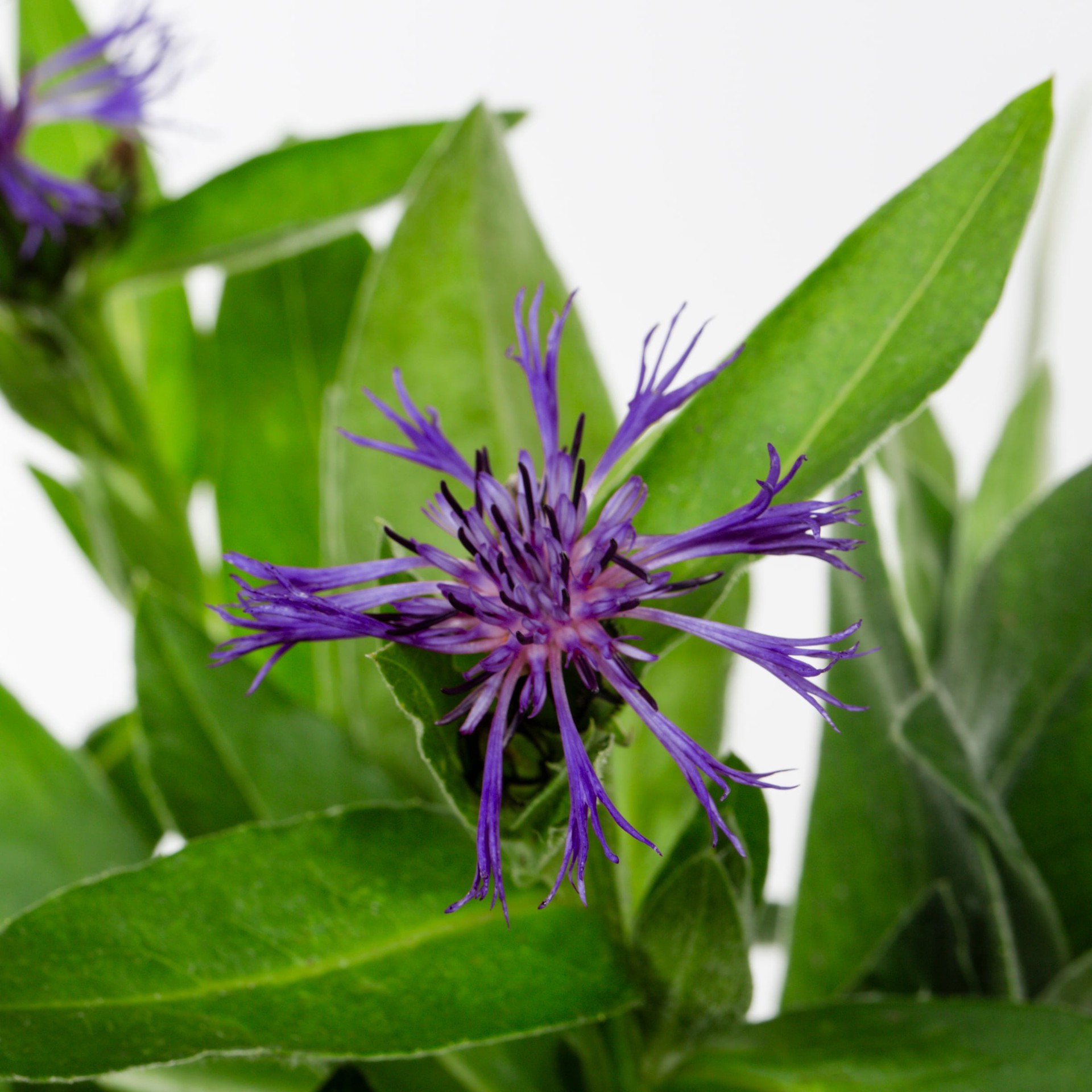 slide 2 of 4, Lowe's Multicolor Cornflower in 1 Pint Pot 1 -Pack, 1 ct