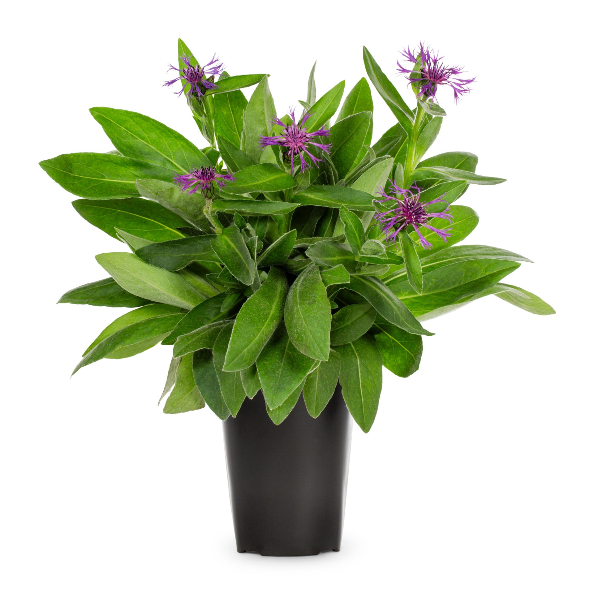 slide 1 of 4, Lowe's Multicolor Cornflower in 1 Pint Pot 1 -Pack, 1 ct