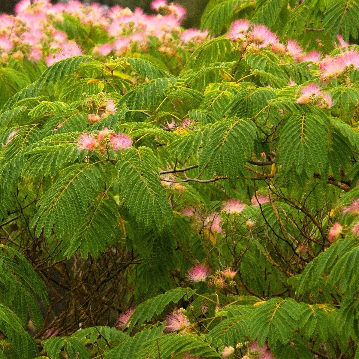 slide 2 of 4, Monrovia 3.58 -Gallon Pink Flowering Tropical Dream Mimosa Tree In pot (with soil), 1 ct