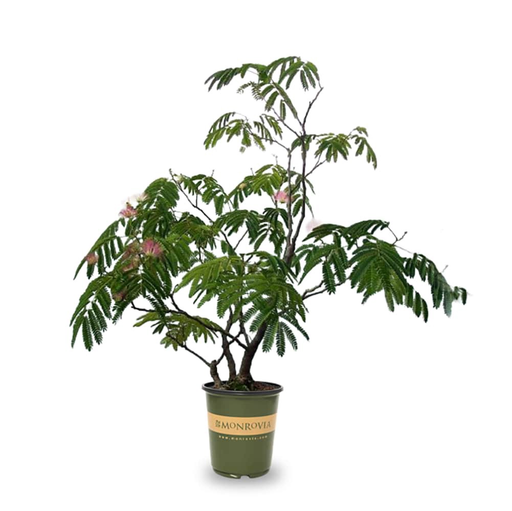slide 1 of 4, Monrovia 3.58 -Gallon Pink Flowering Tropical Dream Mimosa Tree In pot (with soil), 1 ct