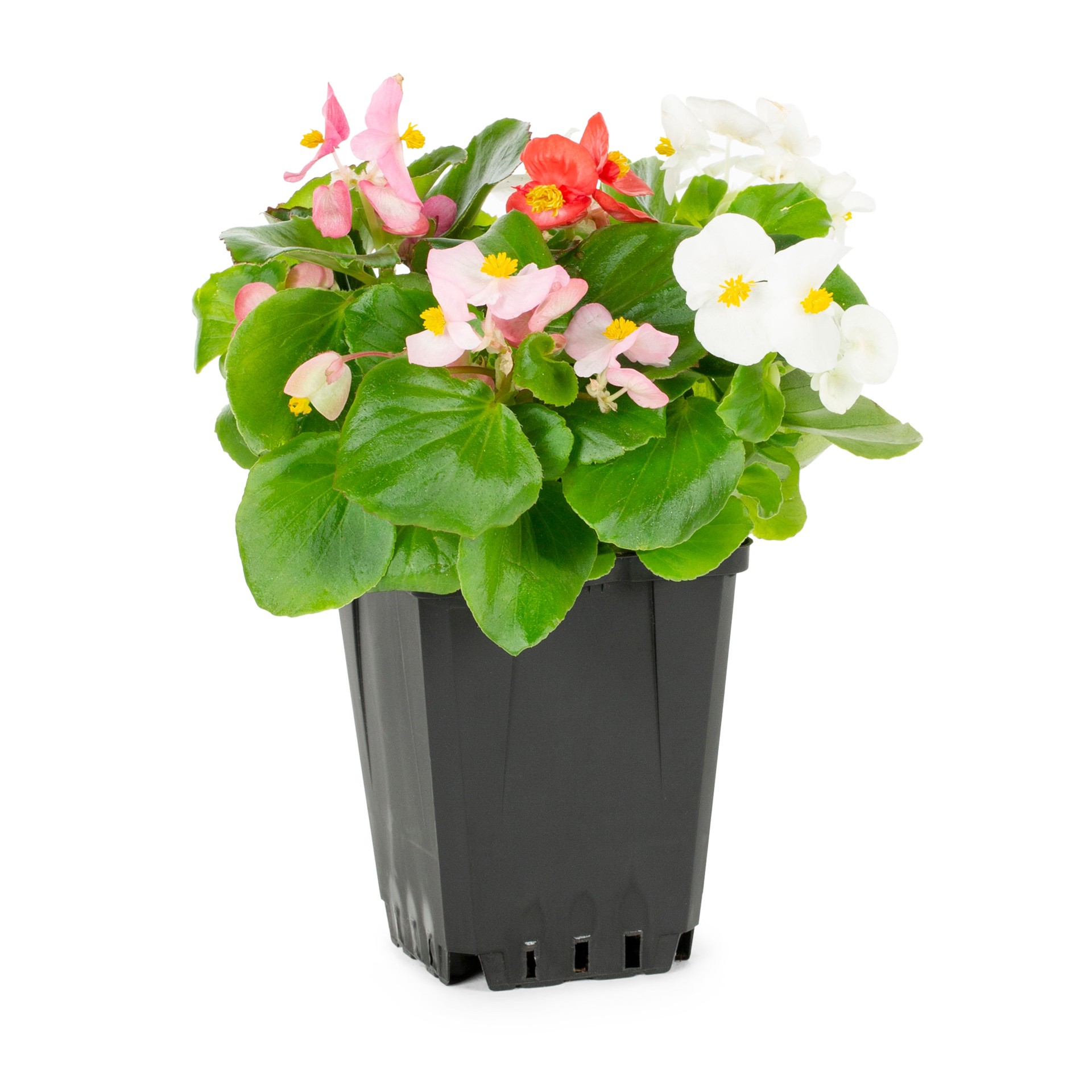 slide 1 of 4, Monrovia Multicolor Begonia in 2 Quart(s) Pot 1 -Pack, 1 ct
