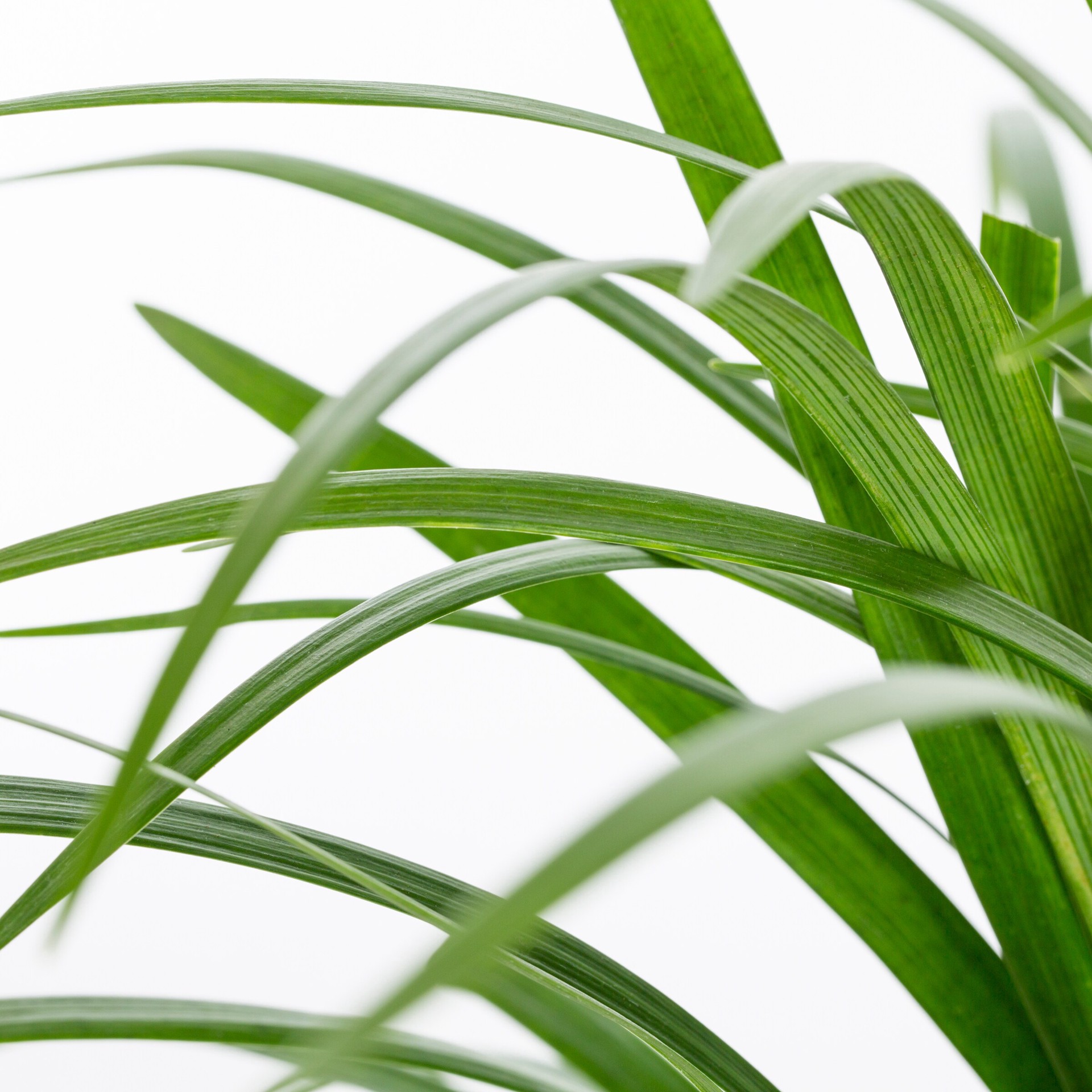 slide 2 of 4, Lowe's Purple Muscari Liriope Plant in 2 -Quart Pot 1 -Pack, 1 ct