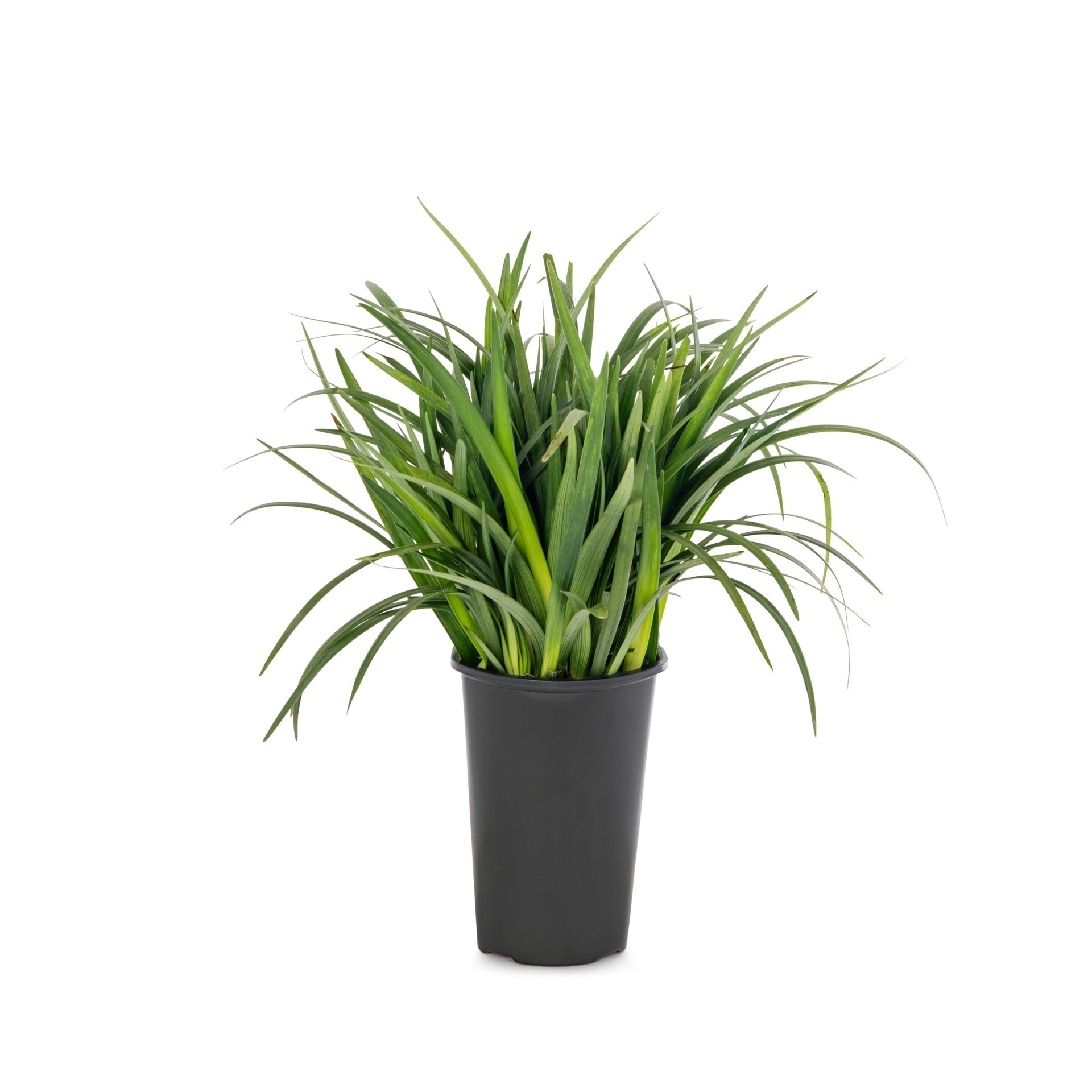 slide 1 of 4, Lowe's Purple Muscari Liriope Plant in 2 -Quart Pot 1 -Pack, 1 ct