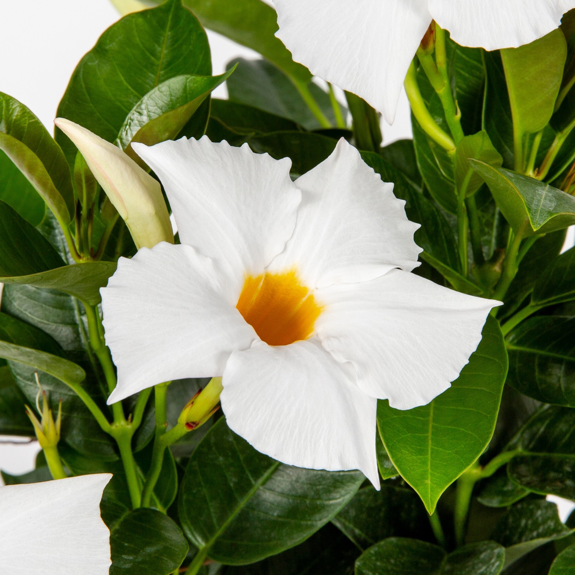 slide 2 of 4, Lowe's White Mandevilla Flowering Shrub in 1.5 -Pint Pot 1 -Pack with White Blooms, 1 ct