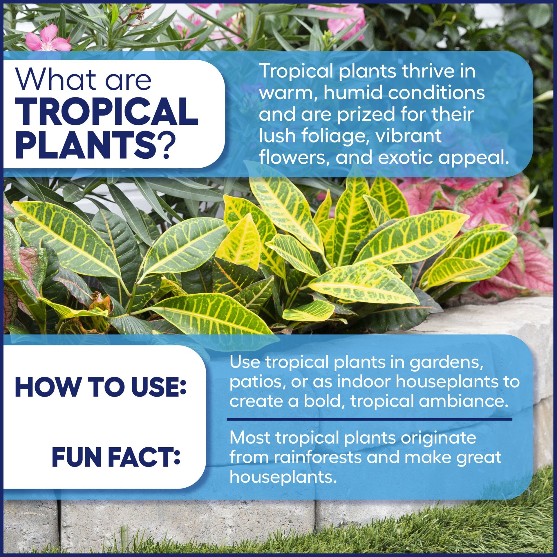 slide 3 of 4, Lowe's White Mandevilla Flowering Shrub in 1.5 -Pint Pot 1 -Pack with White Blooms, 1 ct