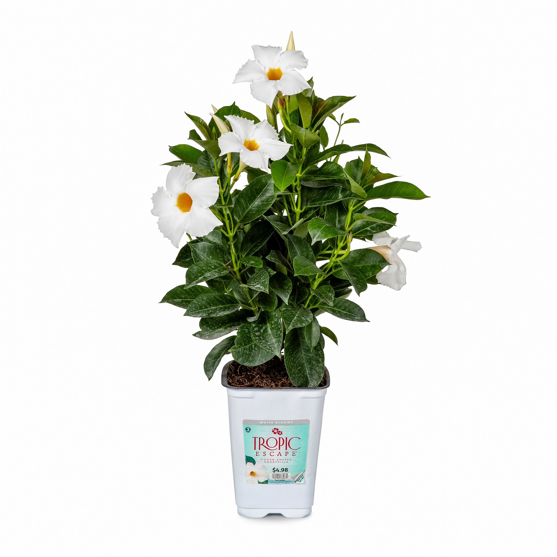 slide 1 of 4, Lowe's White Mandevilla Flowering Shrub in 1.5 -Pint Pot 1 -Pack with White Blooms, 1 ct