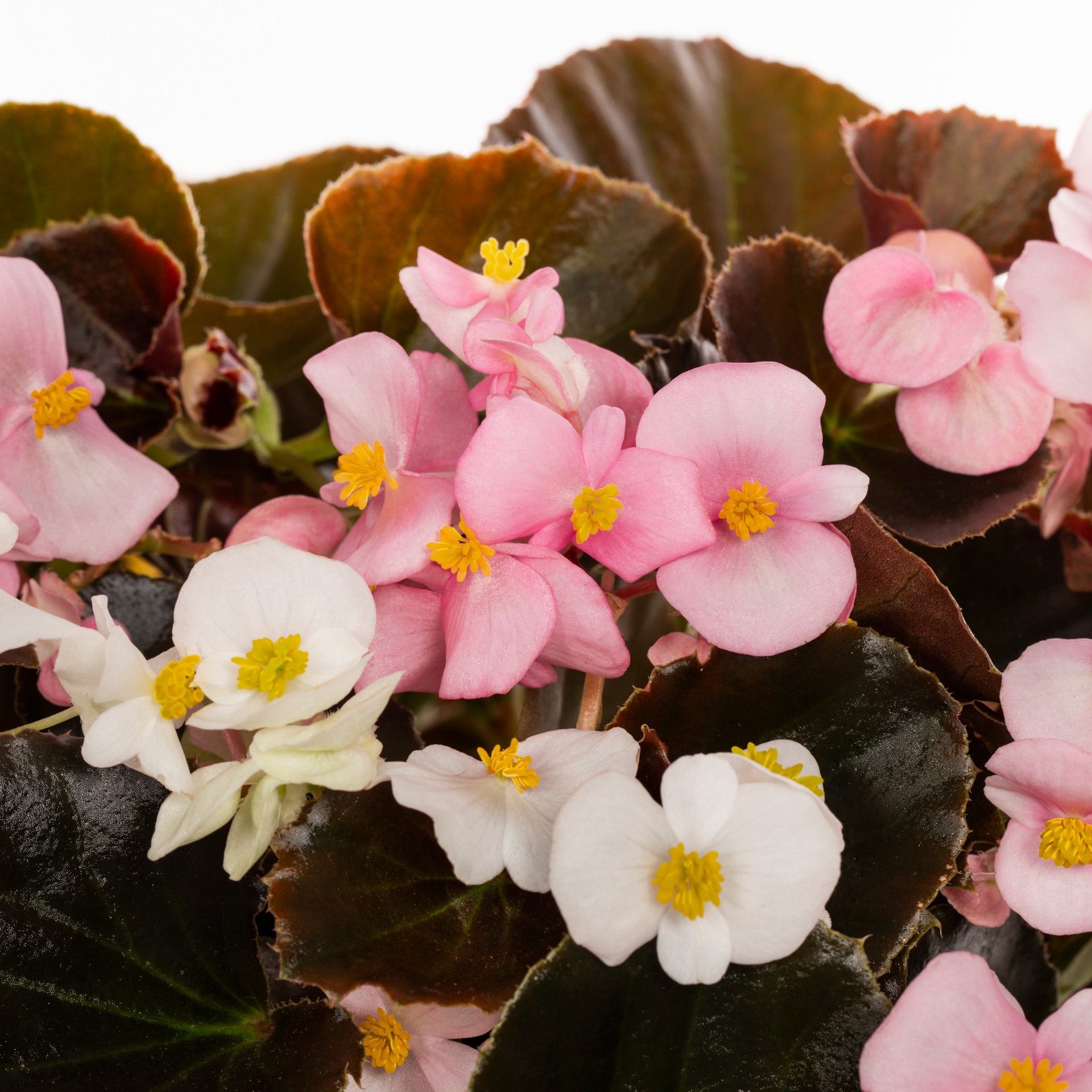 slide 2 of 4, Lowe's Multicolor Begonia in 2.5 Quart(s) Pot 1 -Pack, 1 ct