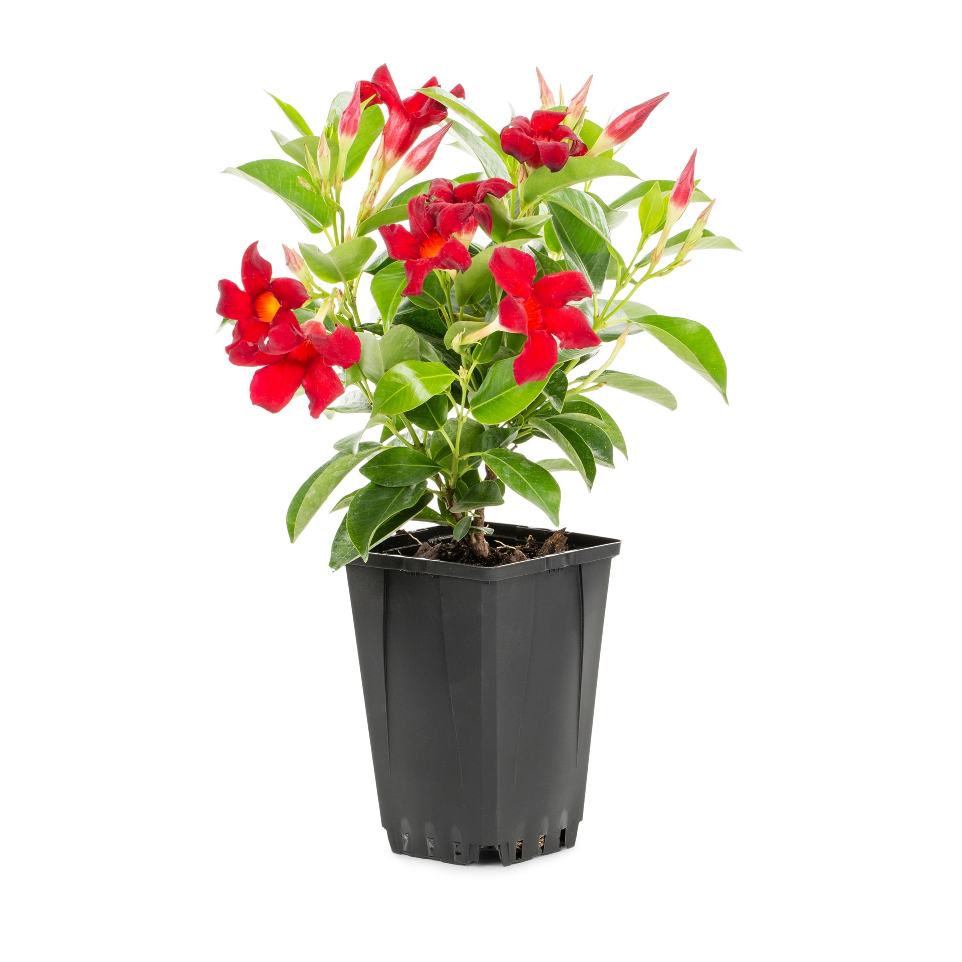 slide 1 of 4, Lowe's Red Mandevilla Flowering Shrub in 1.5 -Pint Pot 1 -Pack with Red Blooms, 1 ct