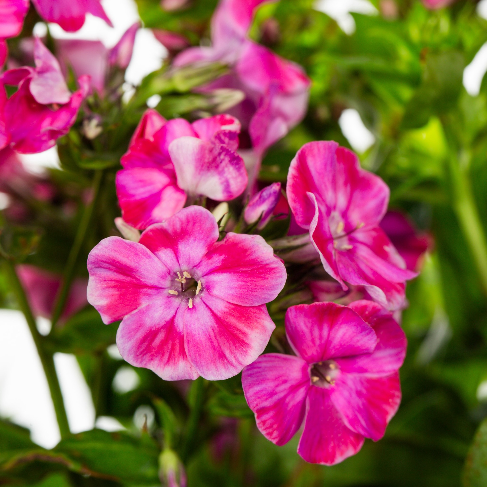 slide 2 of 4, Lowe's Multicolor Garden phlox Plant in 2.5 -Quart Pot 1 -Pack, 1 ct
