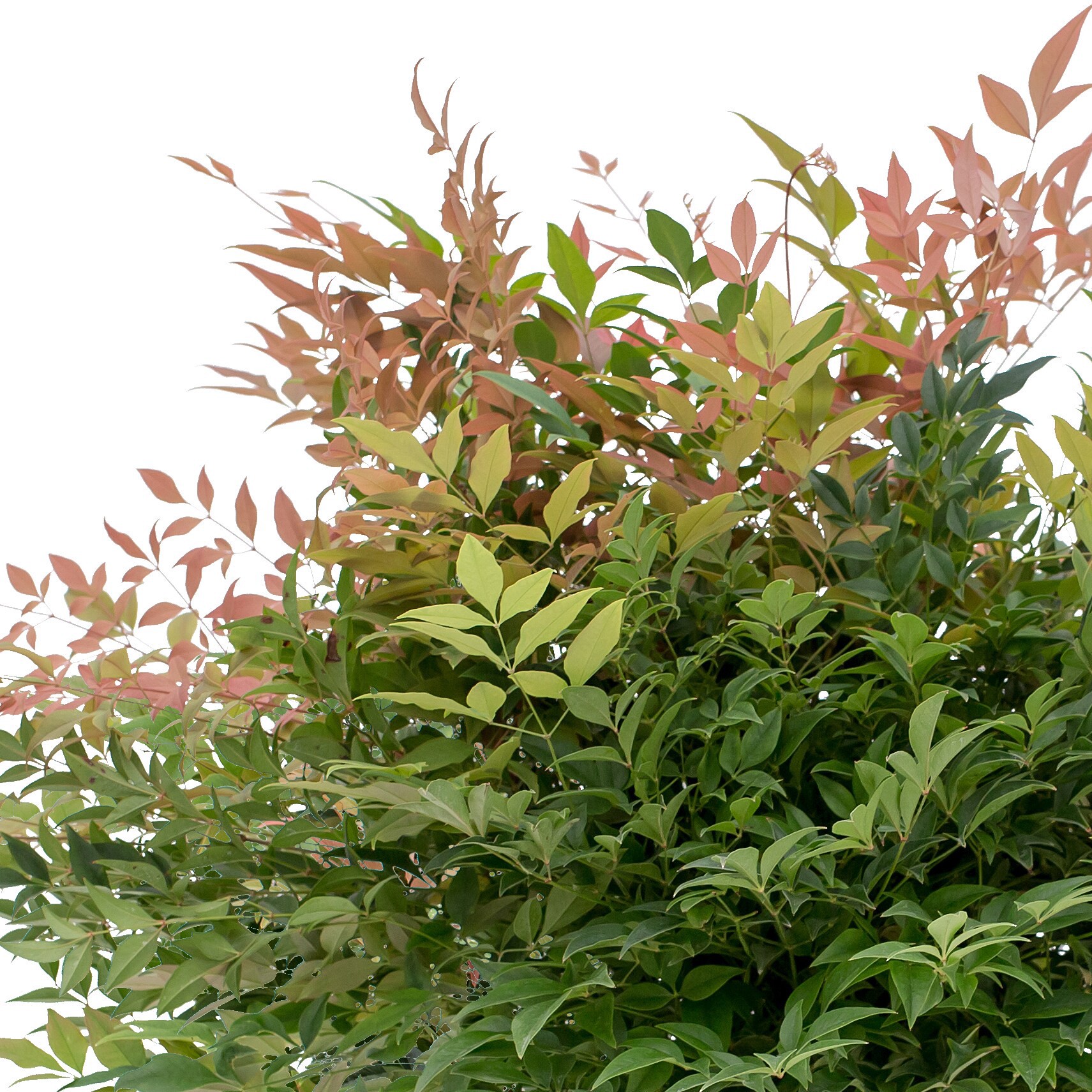 slide 2 of 4, Lowe's Peach Nandina Accent Shrub in 1 -Gallon Pot 1 -Pack with White Blooms, 1 ct