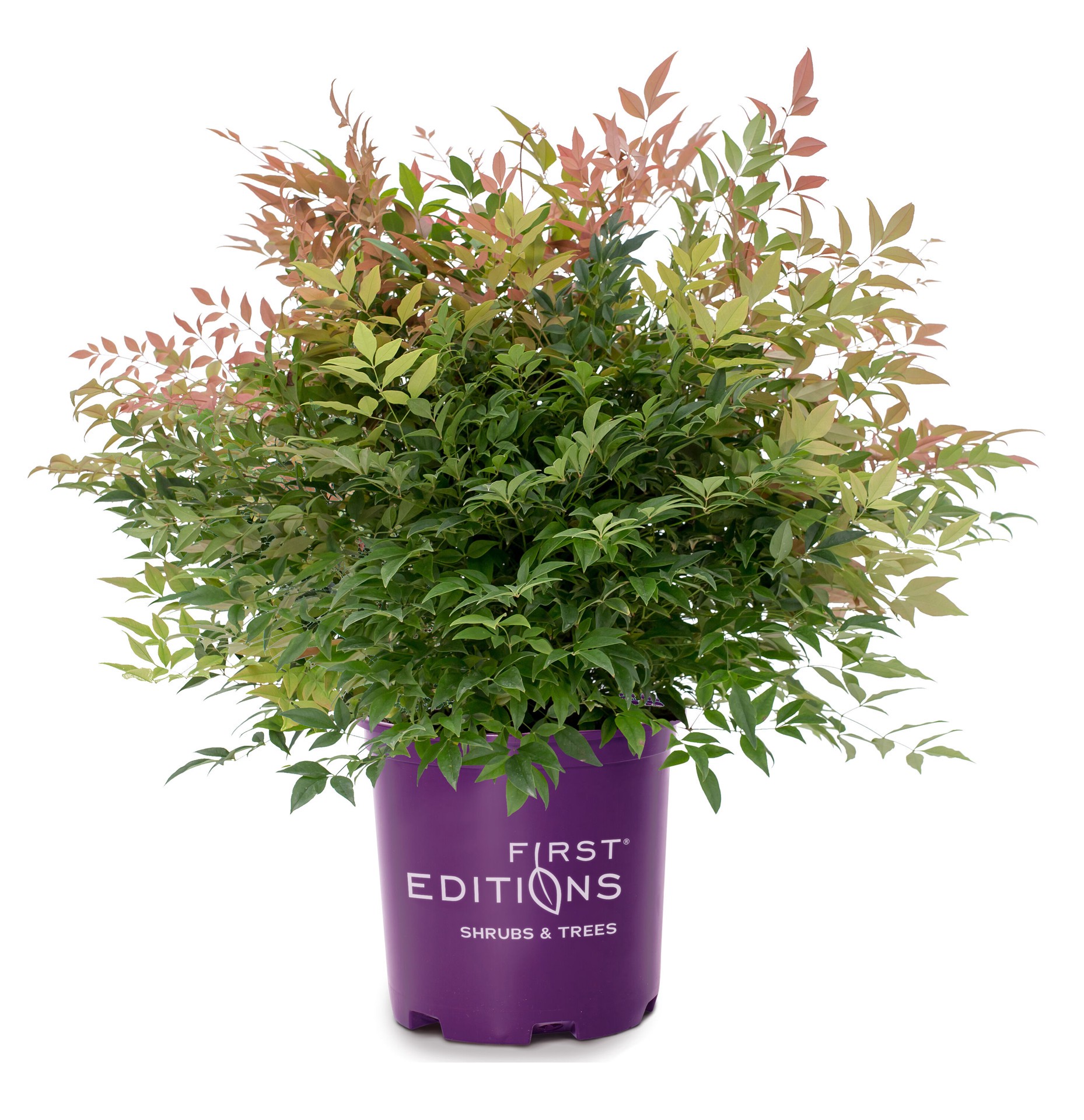 slide 1 of 4, Lowe's Peach Nandina Accent Shrub in 1 -Gallon Pot 1 -Pack with White Blooms, 1 ct