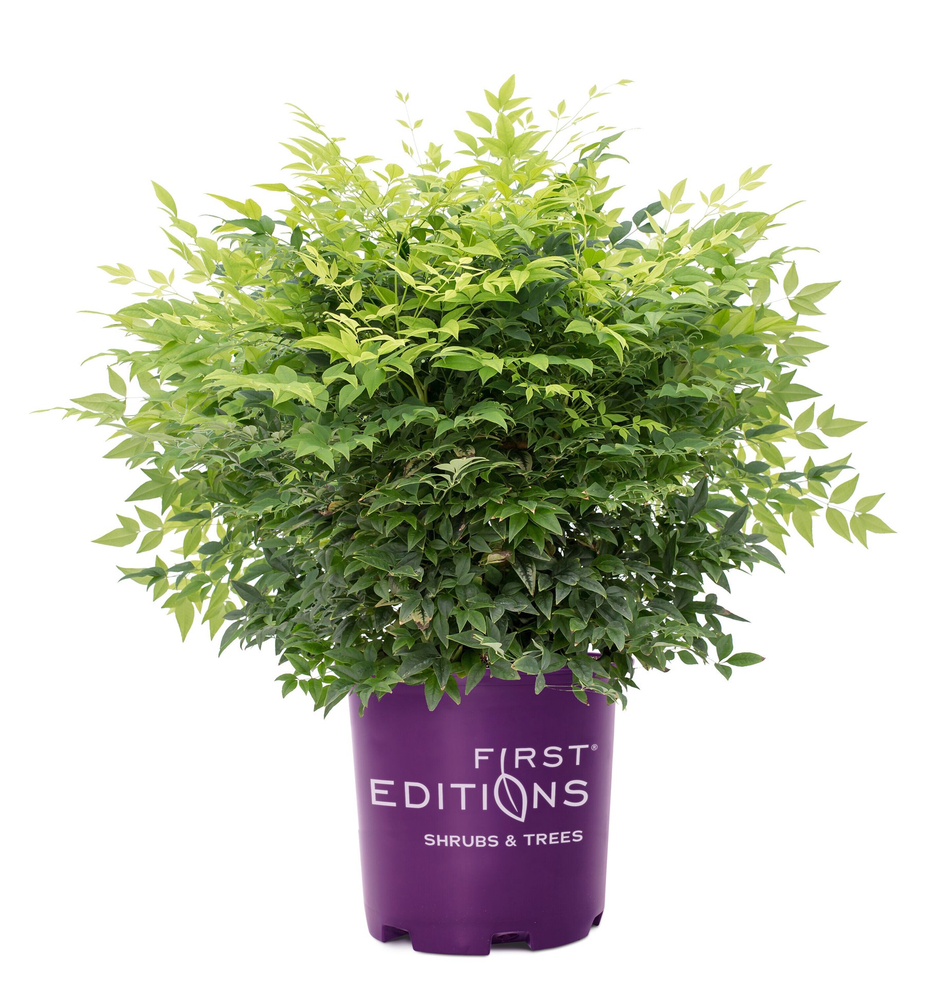 slide 1 of 4, Lowe's Lime Nandina Accent Shrub in 1 -Gallon Pot 1 -Pack with White Blooms, 1 ct