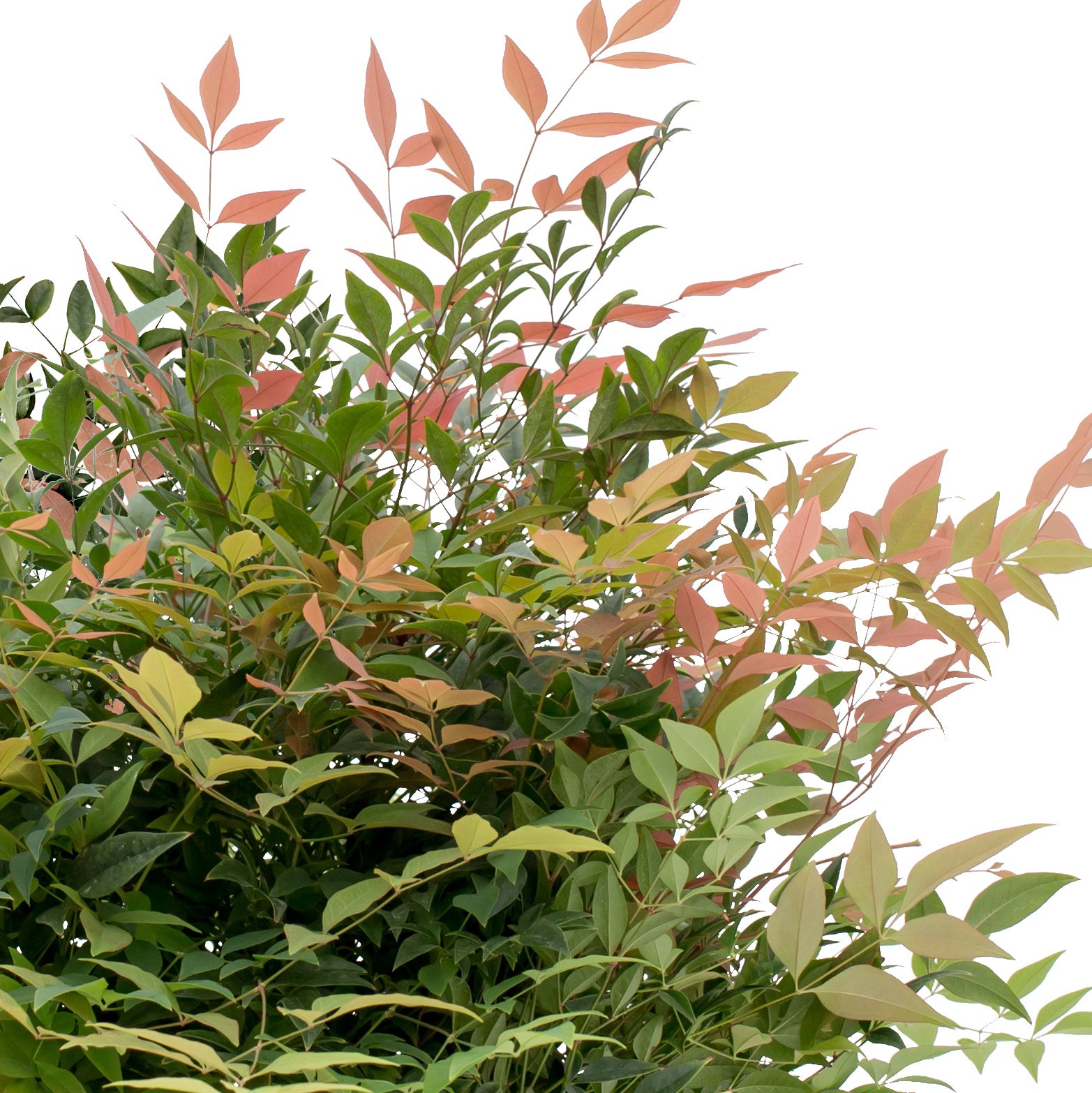 slide 2 of 4, Lowe's Pomegranate Nandina Accent Shrub in 1 -Gallon Pot 1 -Pack with White Blooms, 1 ct