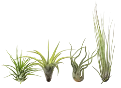 LiveTrends Large Tilly - Air Plant House plant in 1 Inch(es) Figurine 1 -Pack