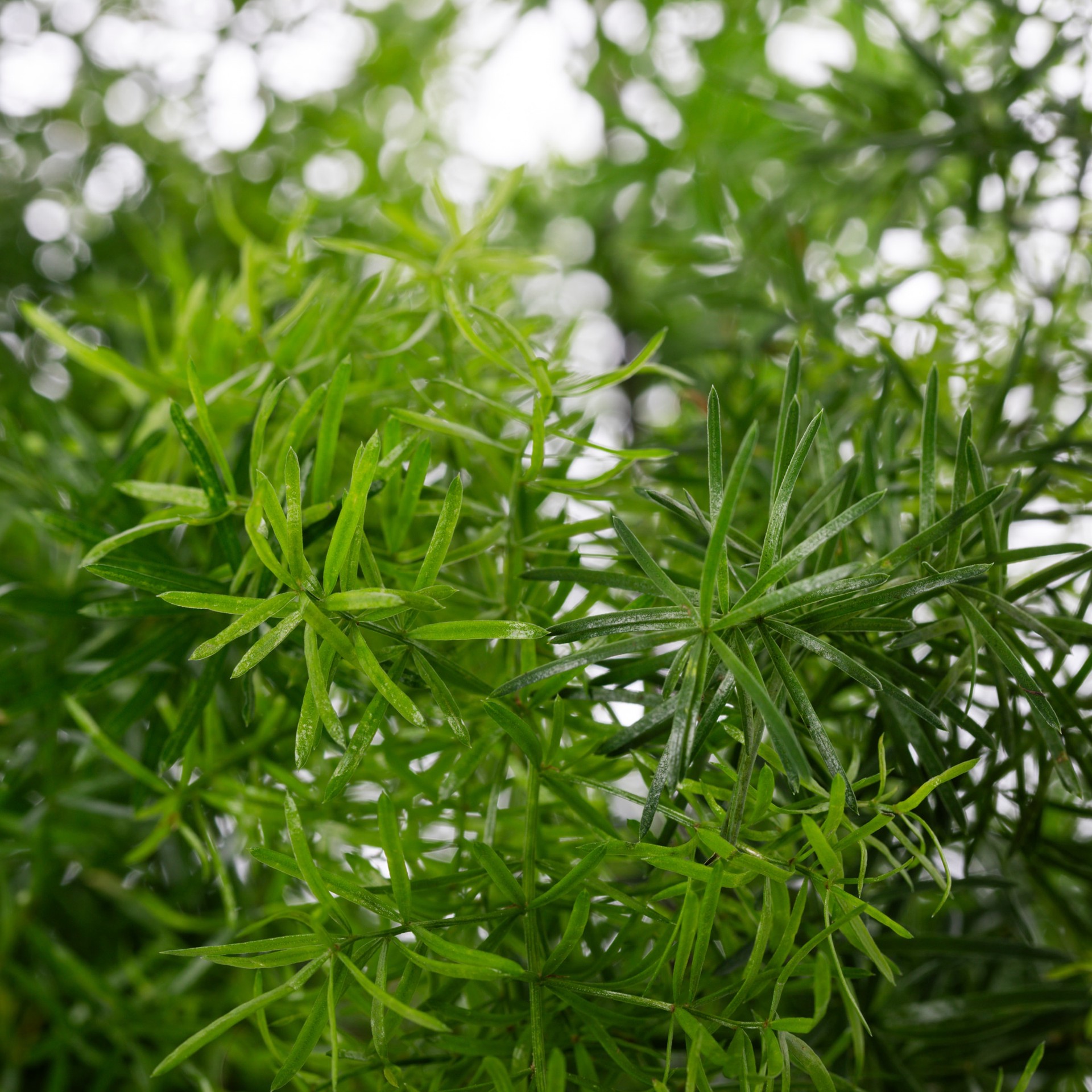 slide 2 of 4, Lowe's Multicolor Sprengeri Asparagus Plant in 2 -Quart Pot 1 -Pack, 1 ct