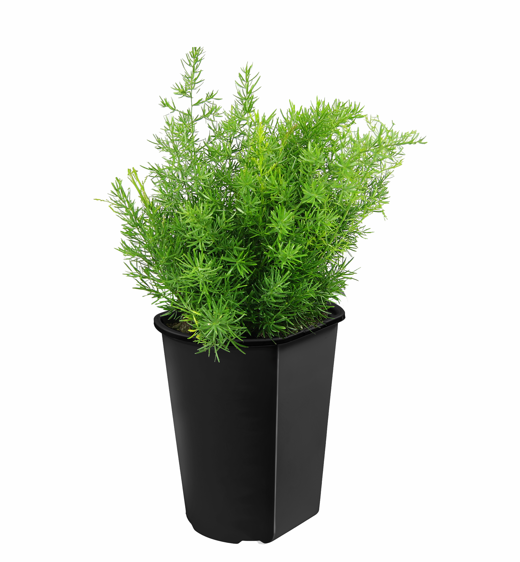 slide 1 of 4, Lowe's Multicolor Sprengeri Asparagus Plant in 2 -Quart Pot 1 -Pack, 1 ct