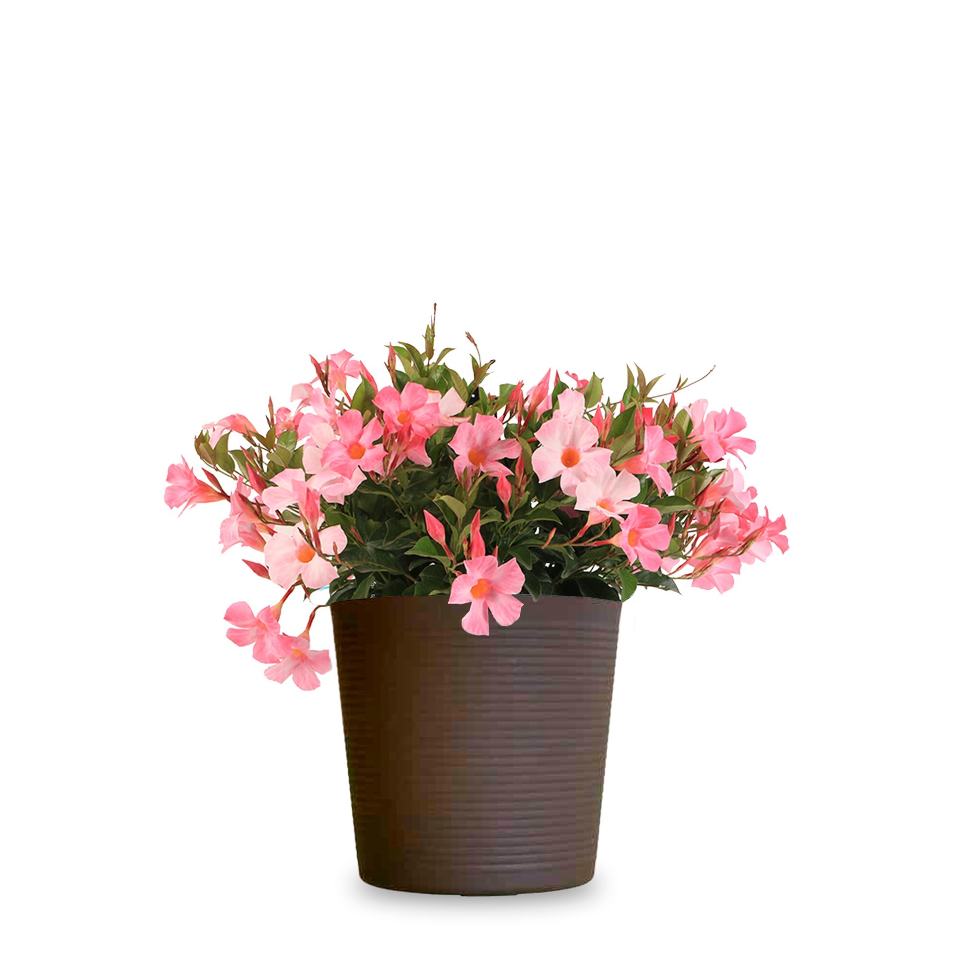 slide 1 of 4, Lowe's Pink Pink Mandevilla Plant in 2.5 -Quart Planter 1 -Pack, 1 ct