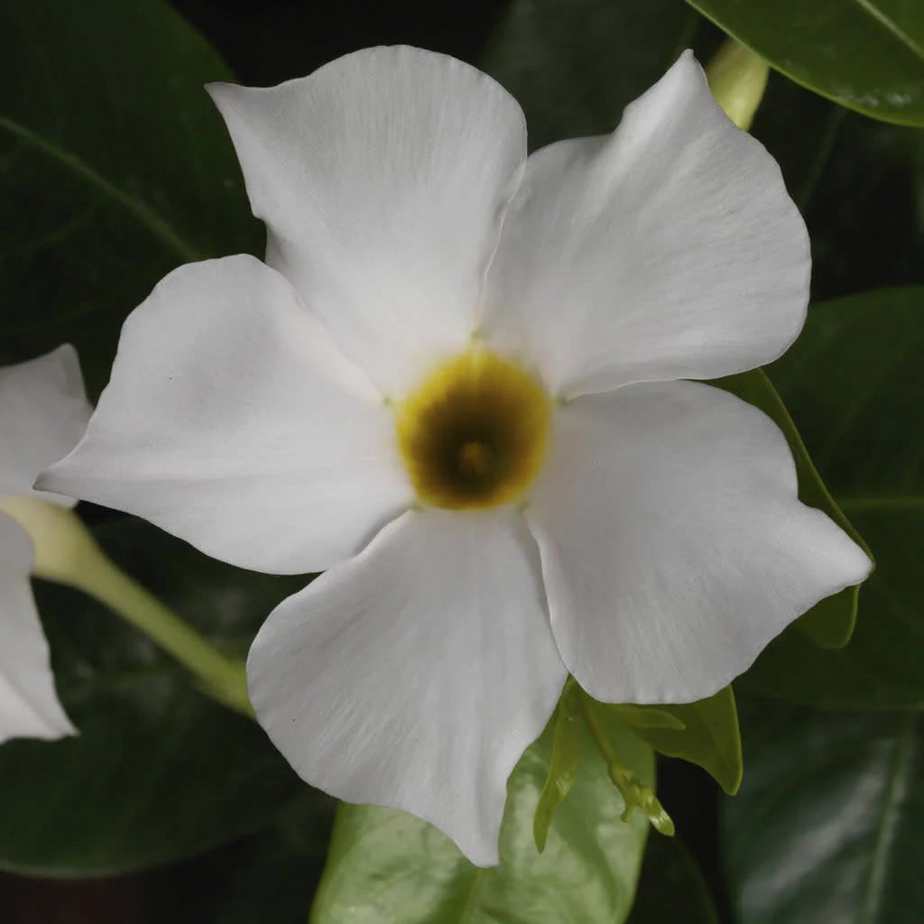 slide 2 of 4, Lowe's White White Mandevilla Plant in 2.5 -Quart Planter 1 -Pack, 1 ct