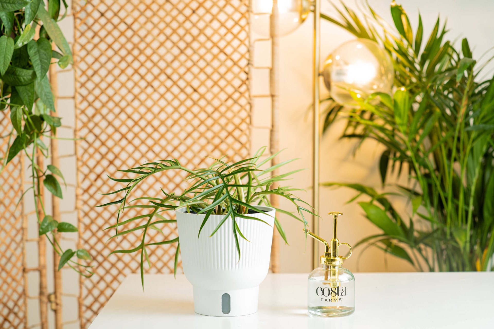 slide 3 of 6, Costa Farms Trending Tropicals Philodendron House plant in 1.4 Quart(s) Self-watering pot 1 -Pack, 1 ct